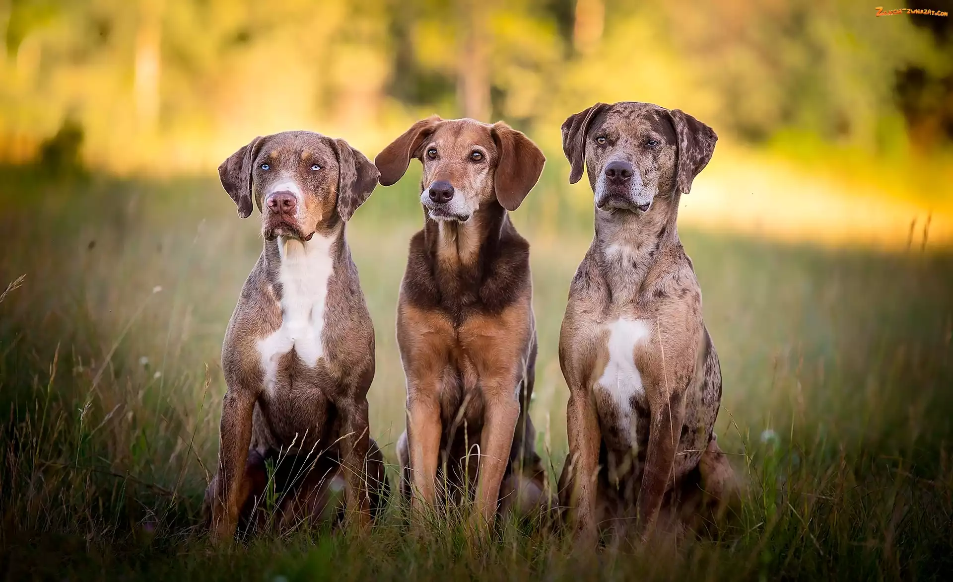 Trawa, Kundelek, Psy, Trzy, Catahoula leopard dog