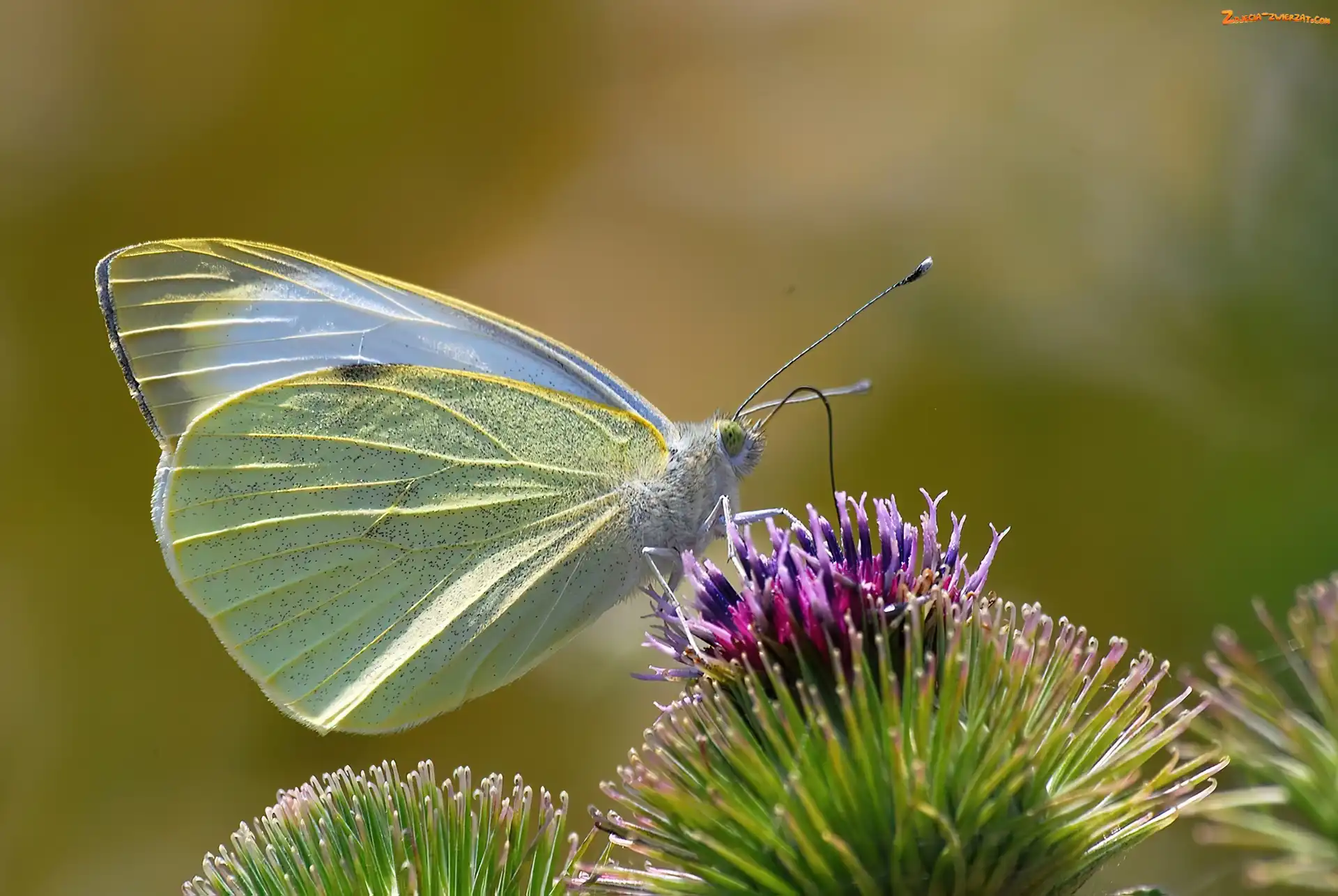 Kwiat, Motyl, Bielinek Rzepnik