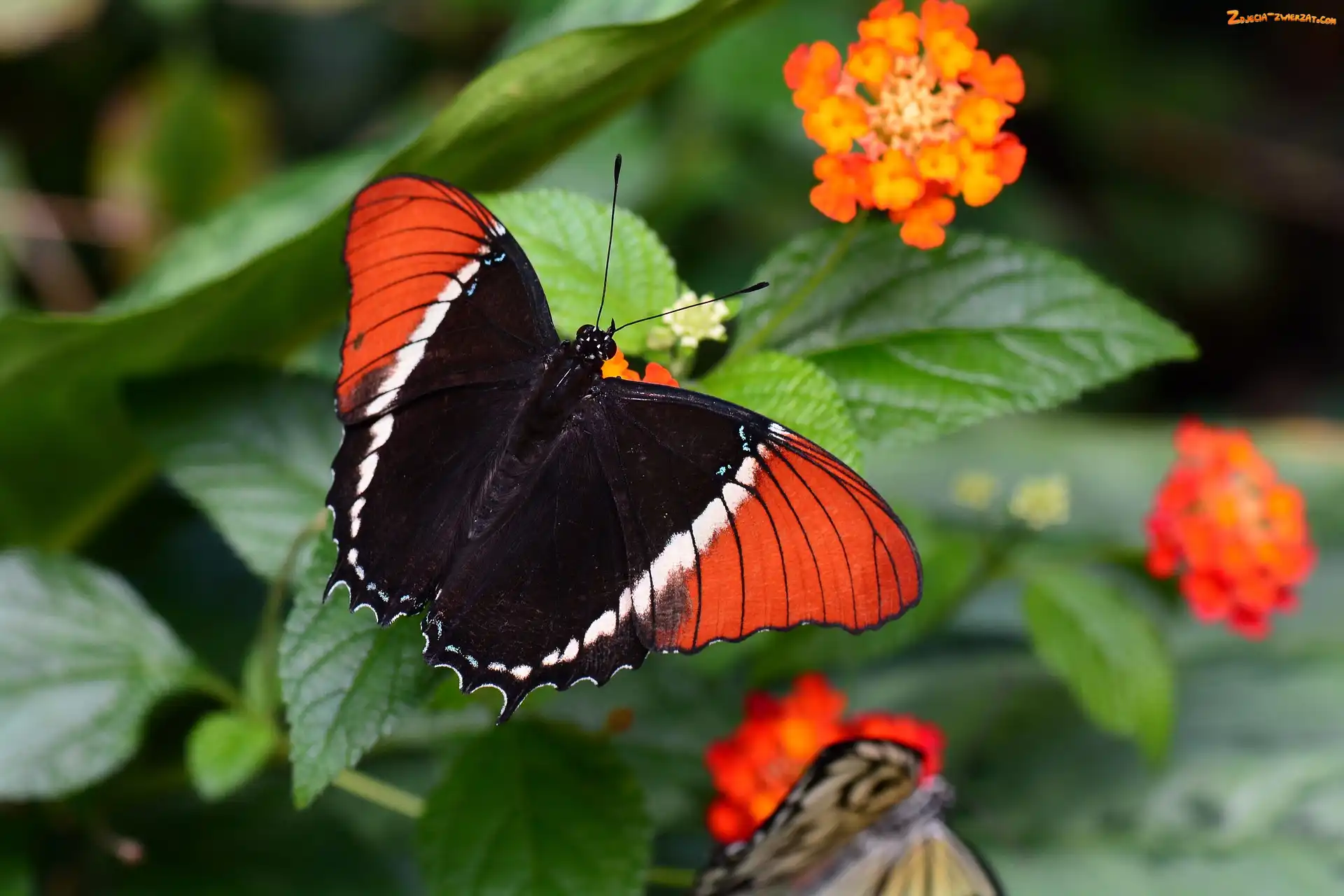 Kwiat, Czerwono-czarny, Motyl