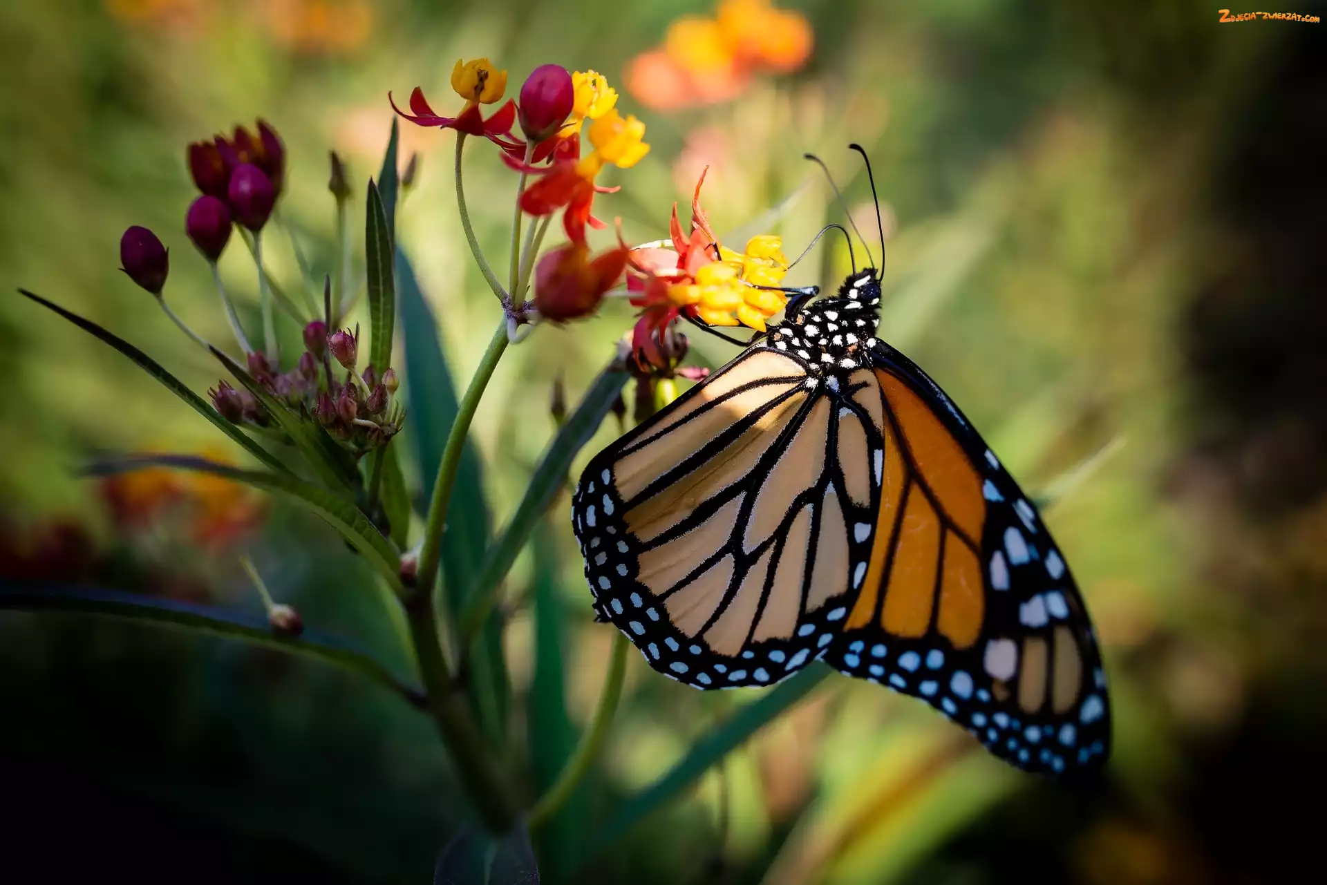 Kwiat, Motyl monarcha, Danaid wędrowny