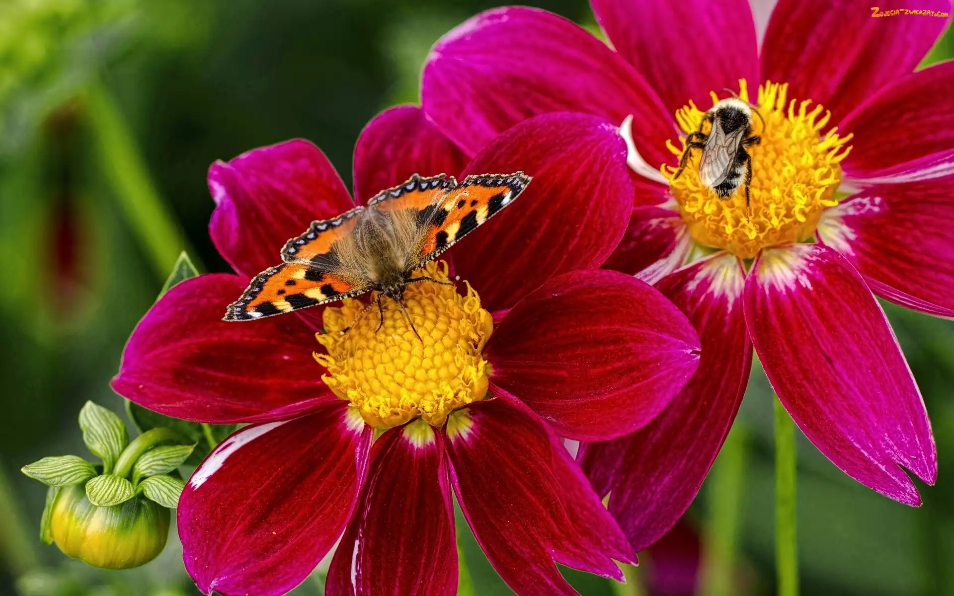 Trzmiel, Rusałka pokrzywnik, Kwiat, Egzotyczny, Motyl