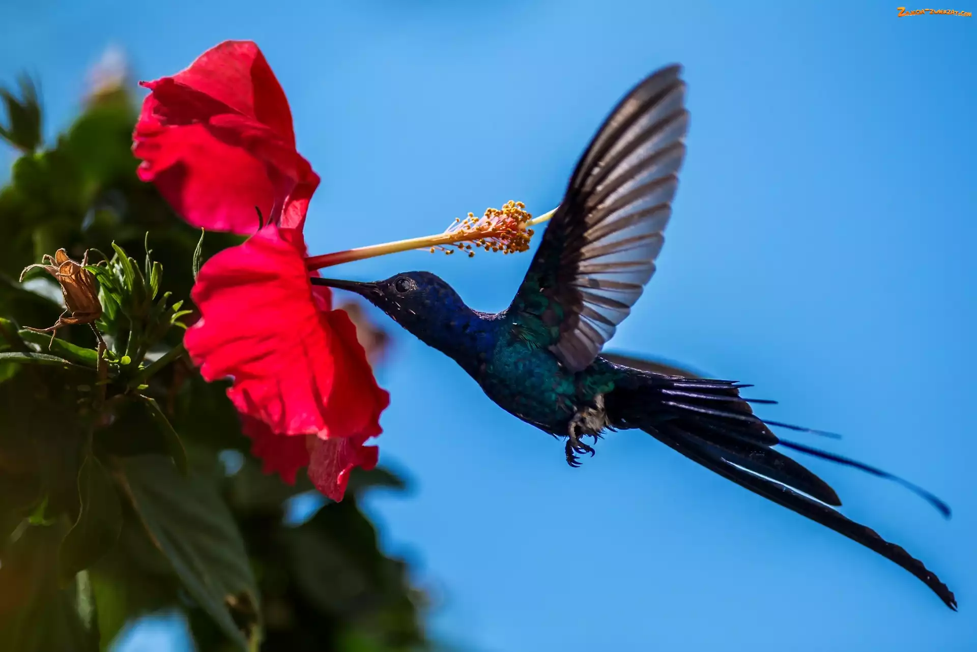 Kwiat, Ptak, Hibiskus, Koliber