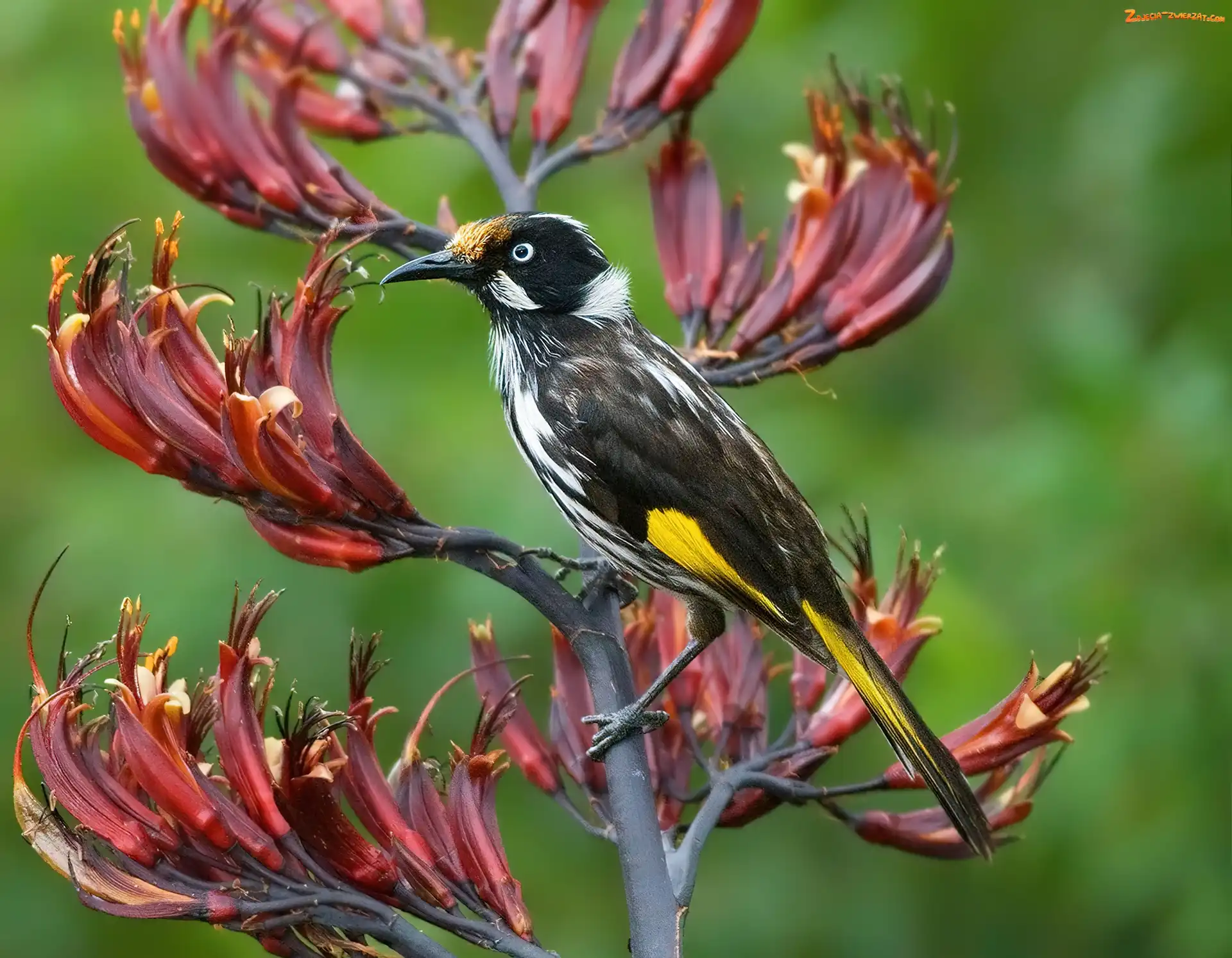 Kwiat, Ptaszek, New Holland Honeyeater