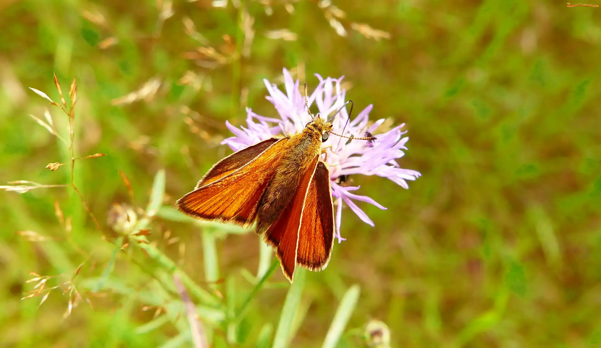 Kwiat, Motyl, Karłątek kniejnik