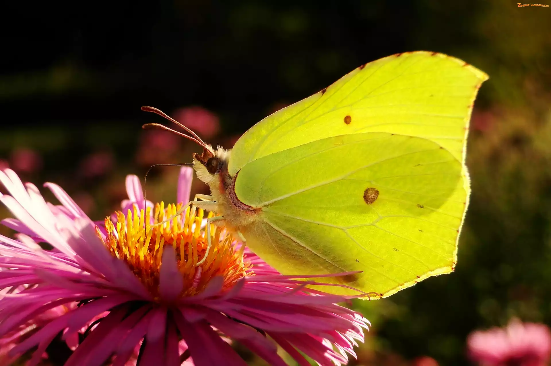 Latolistek cytrynek, Aster, Motyl, Kwiat