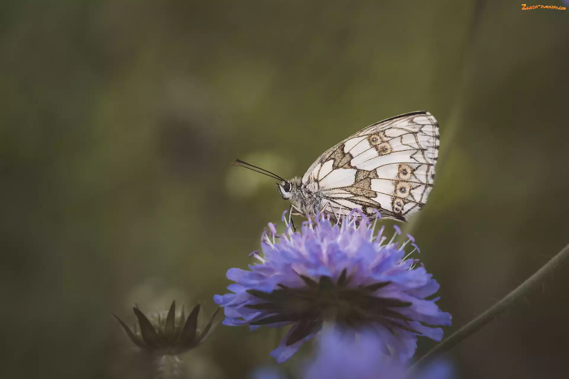 Motyl, Makro, Kwiat, Polowiec szachownica