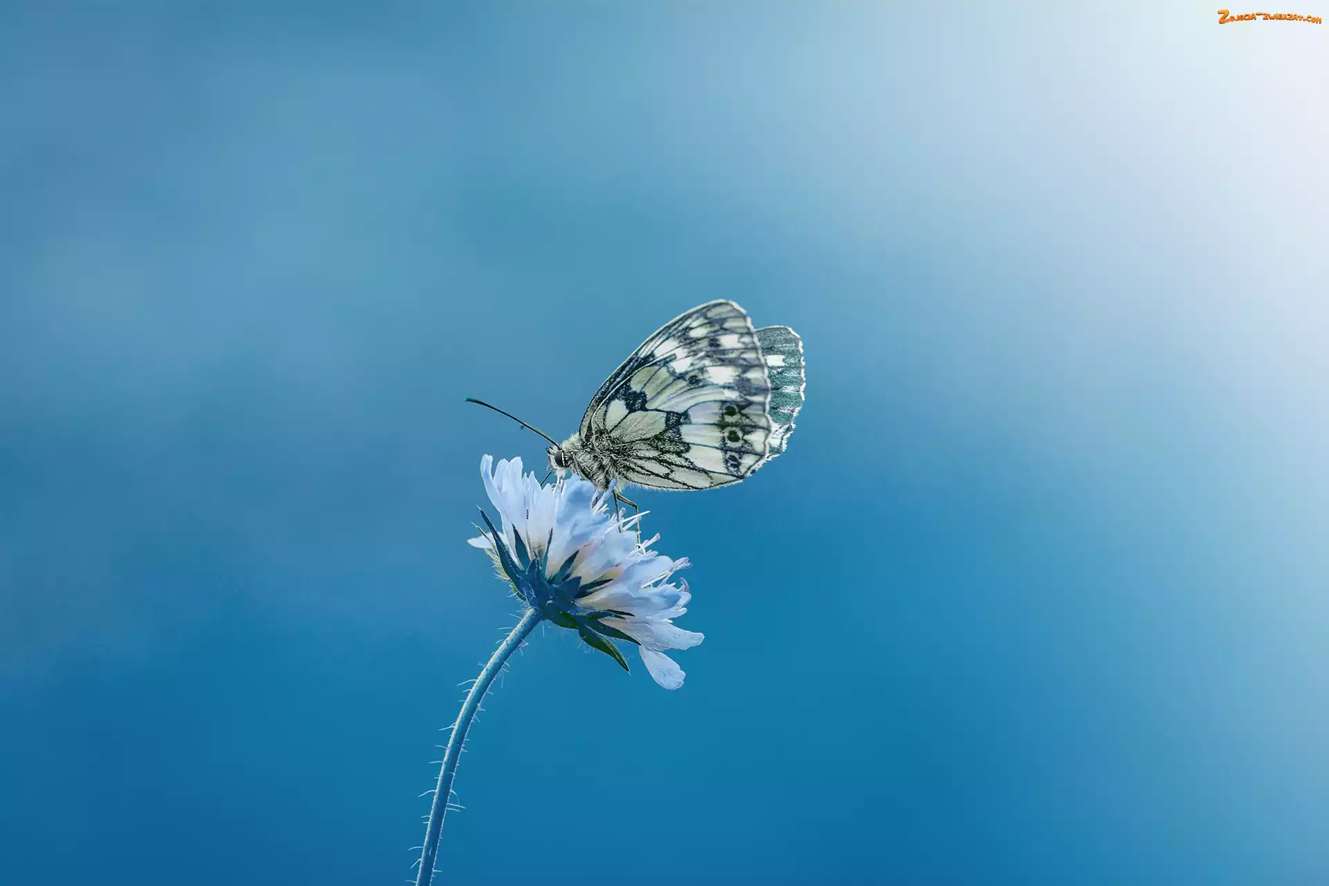 Makro, Kwiat, Motyl