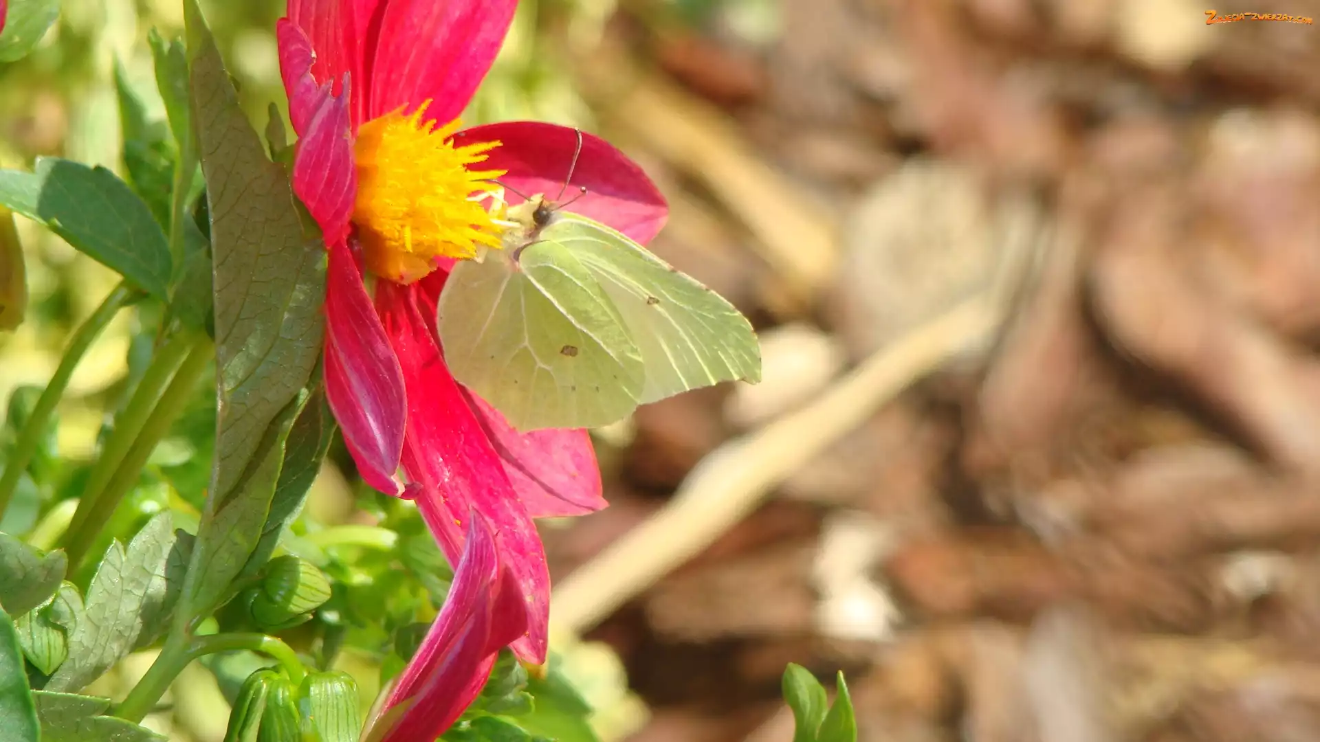 Kwiat, Motyl