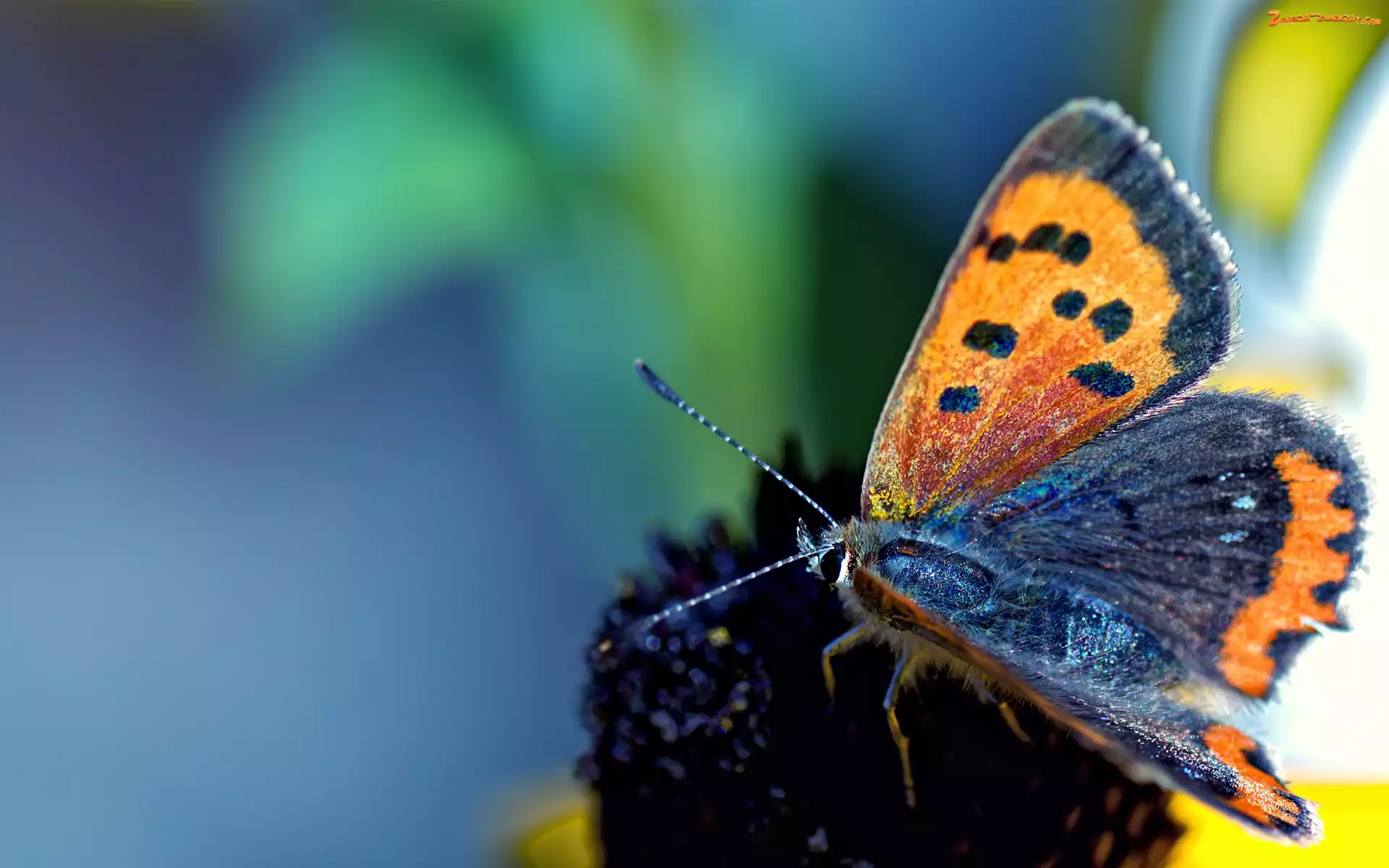 Kwiat, Motyl