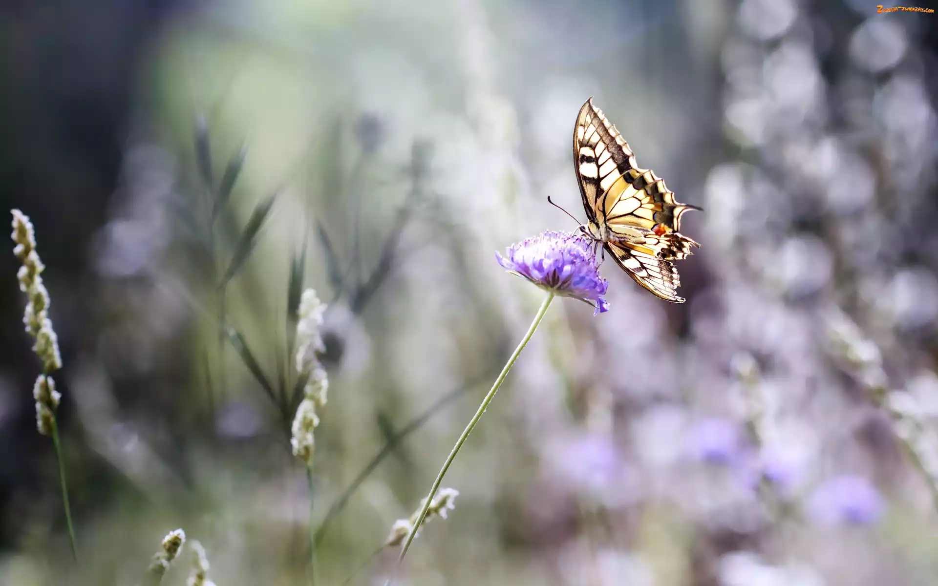 Bokeh, Koniczyny, Paź Królowej, Motyl, Kwiat