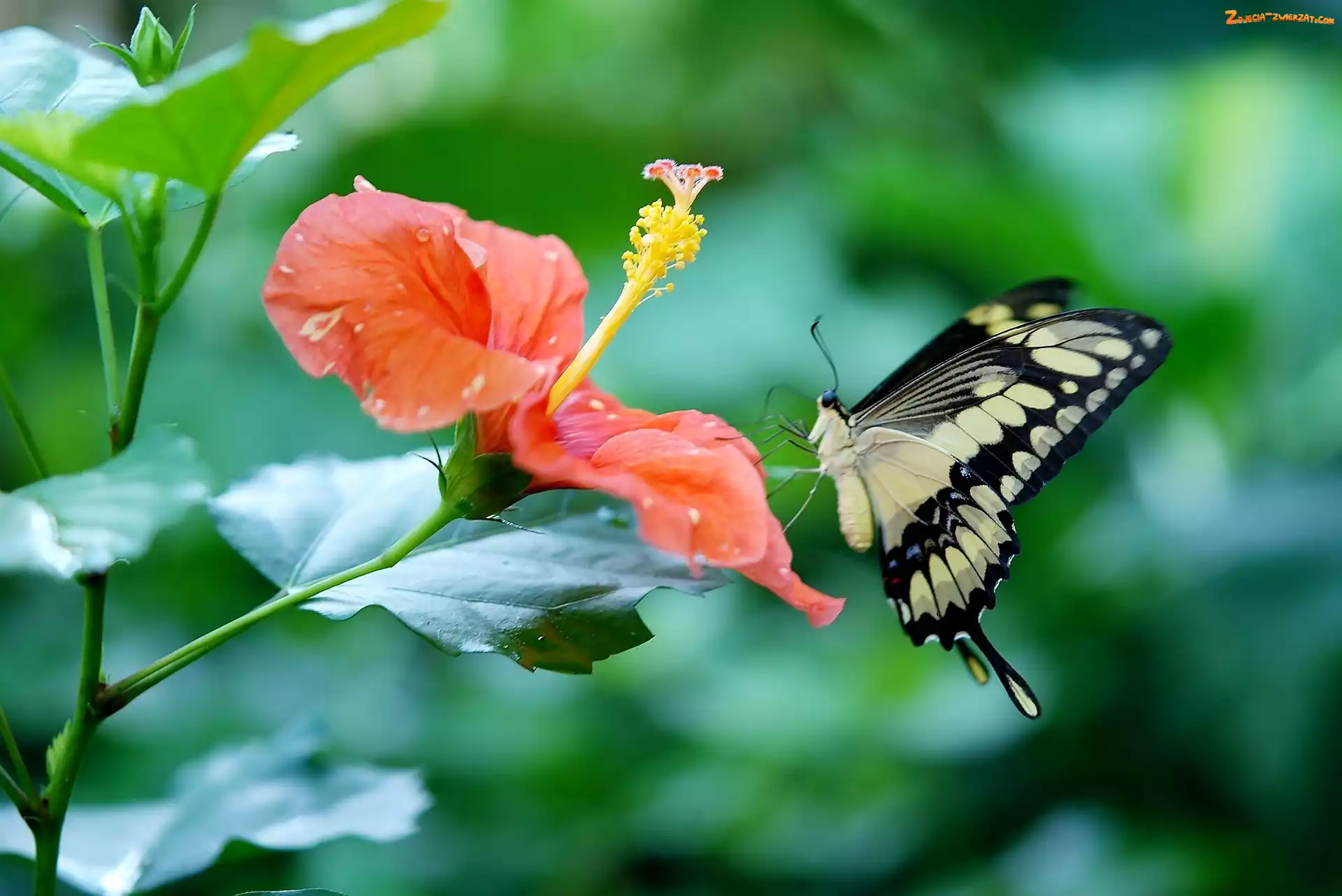 Hibiskus, Paź królowej, Kwiat, Motyl