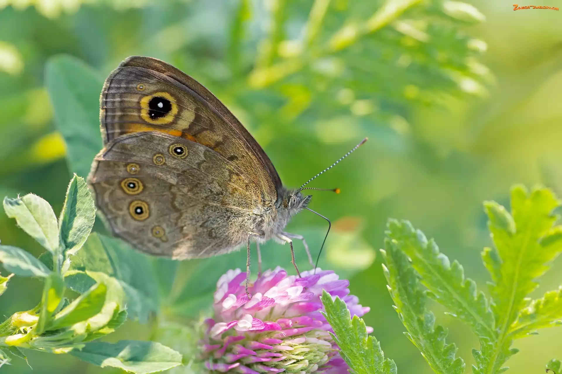 Kwiat, Liście, Motyl, Koniczyna