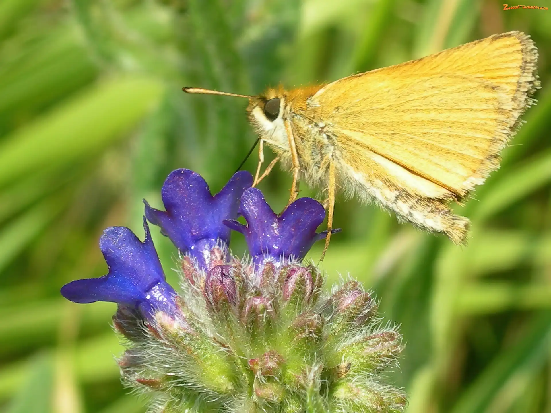 Żółty, Karlątek, Kwiat, Motyl