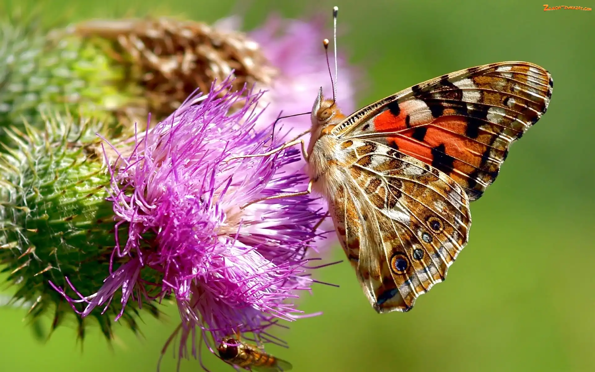 Osetnik, Rusałka, Ostu, Kwiat, Motyl