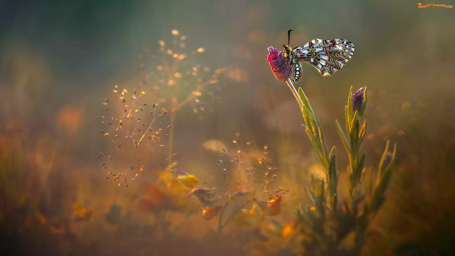 Kwiat, Światło, Motyl, Roślinki