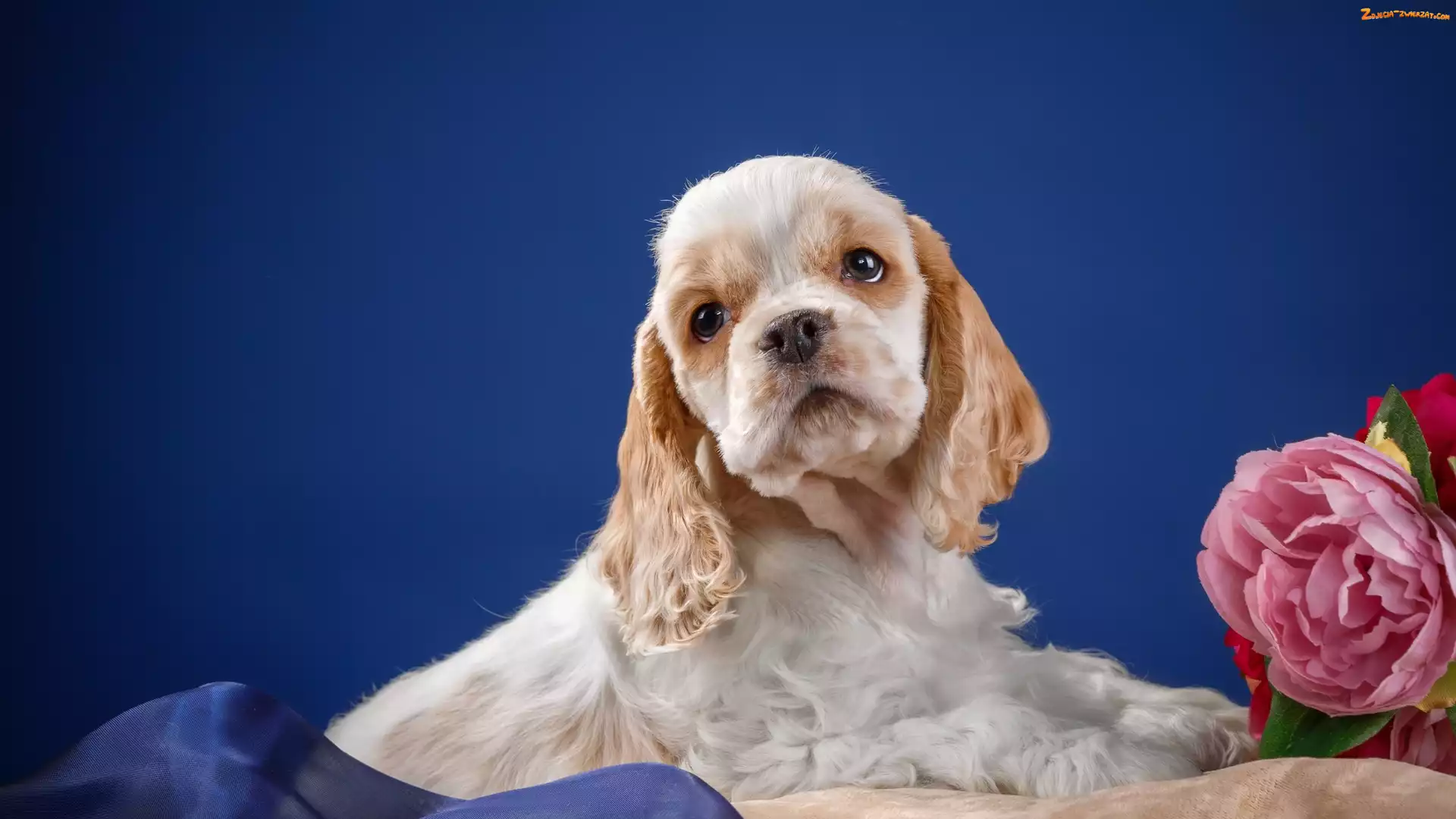 Smutny, Tło, Sztuczny, Pies, Niebieskie, Tkanina, Szczeniak, Cocker spaniel, Kwiat