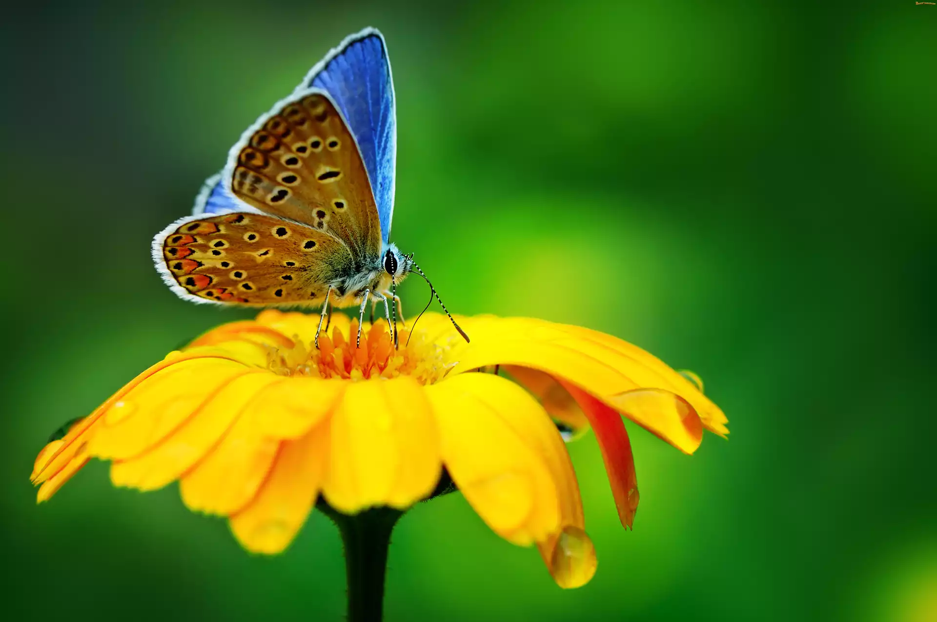 Kwiat, Modraszek, Żółty, Motyl