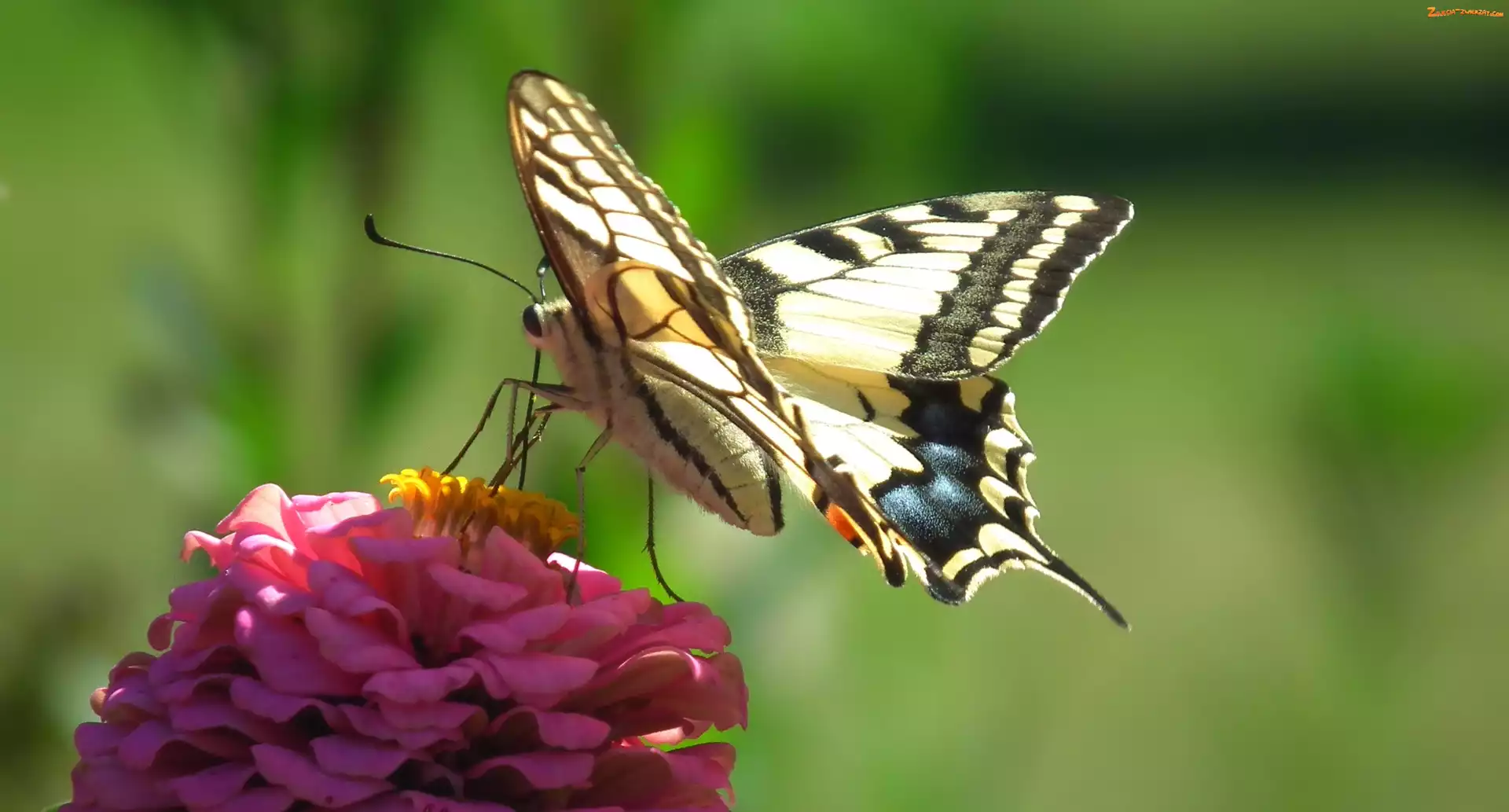 Kwiat, Motyl, Paż królowej