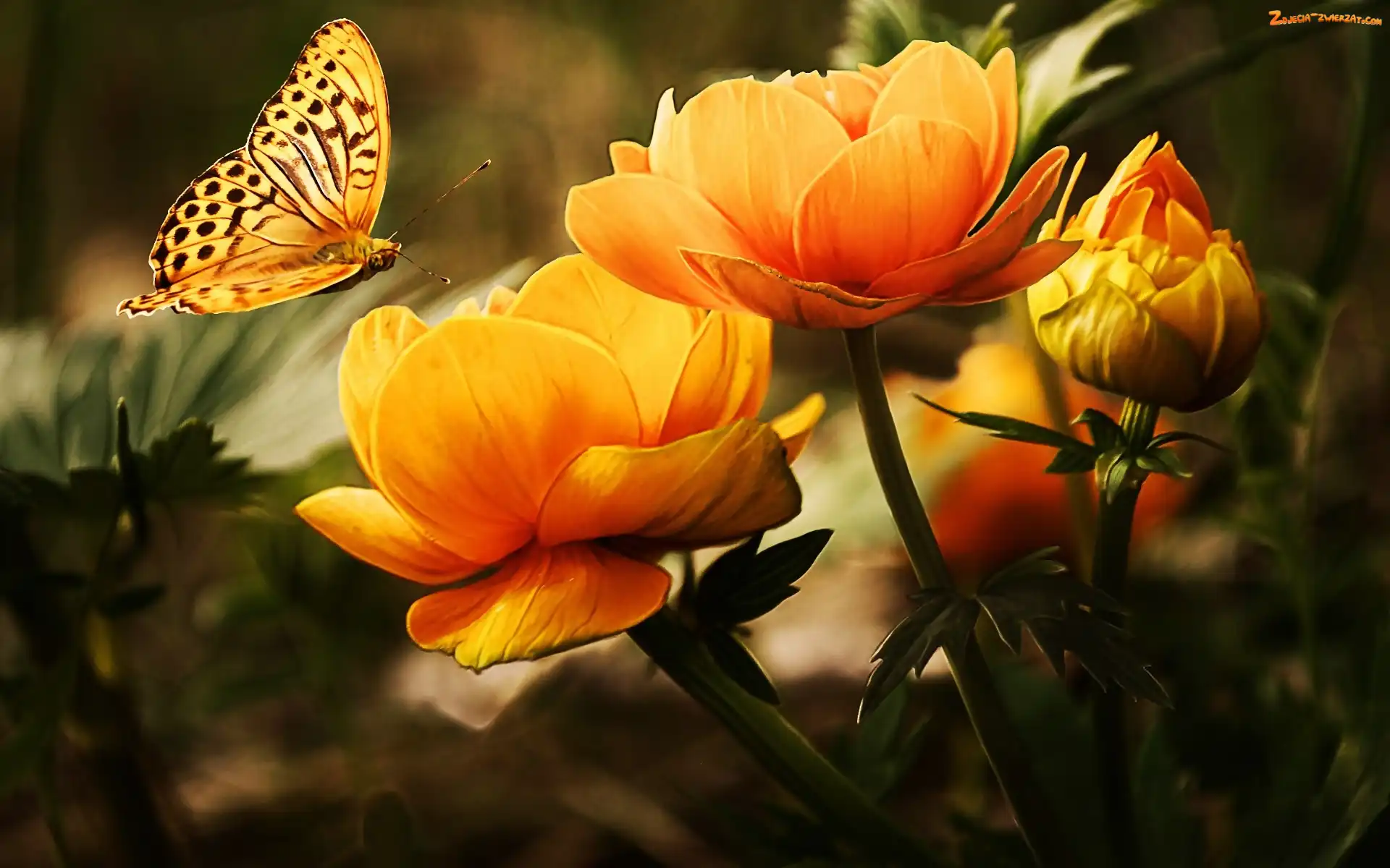 Kwiat, Art, Pomarańczowy, Motyl