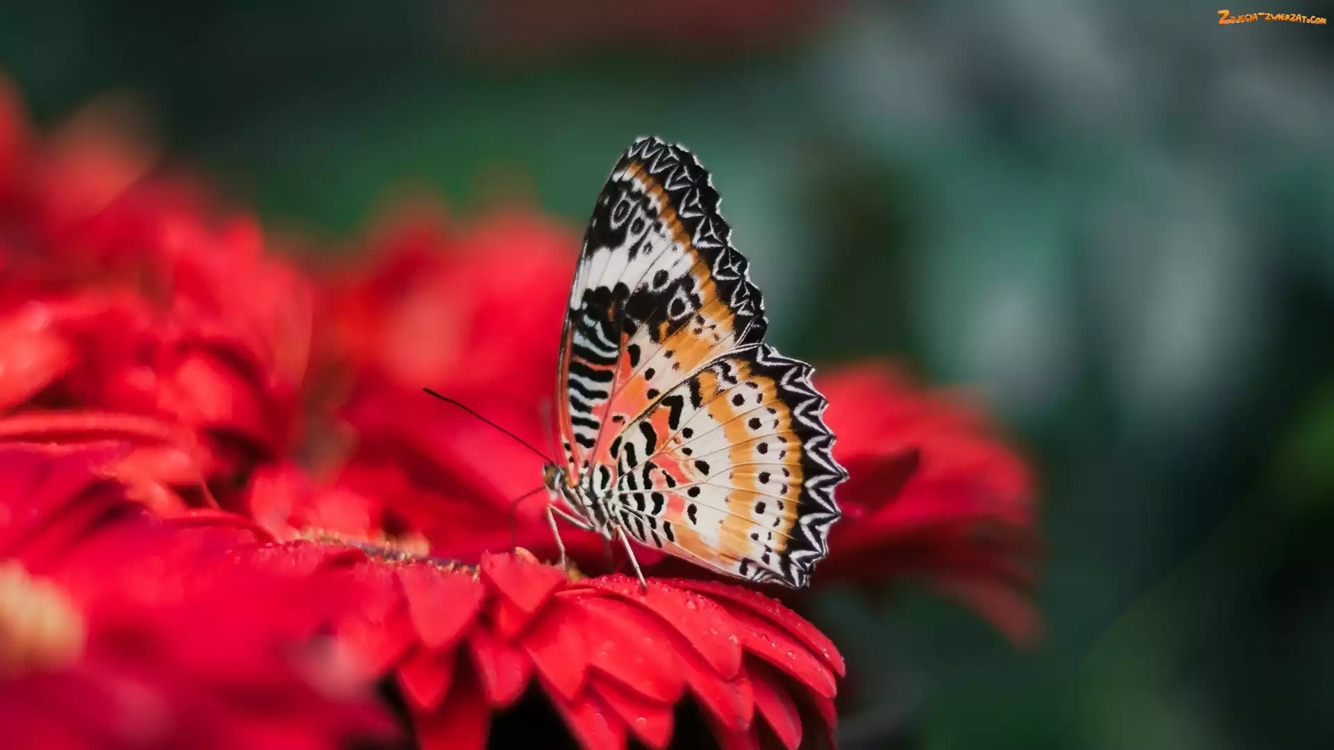 Czerwony, Mandaryn pstry, Kwiat, Motyl, Cethosia cyane