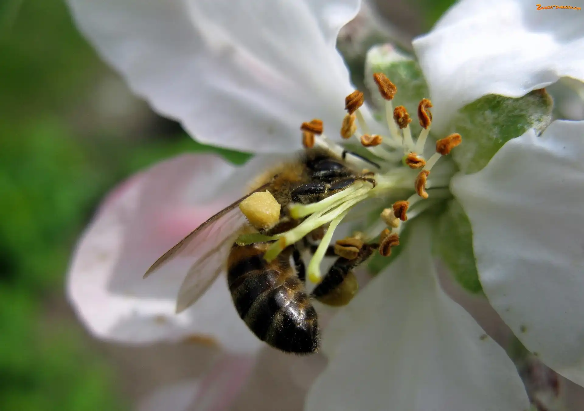 Pszczoła, Kwiat, Wiśni