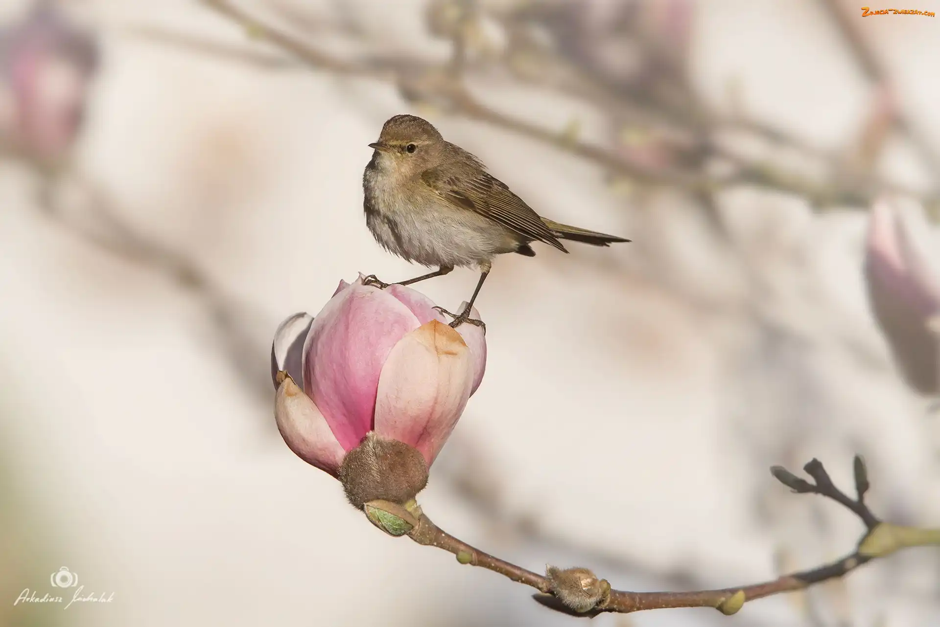 Kwiat, Pąk, Ptak, Magnolia