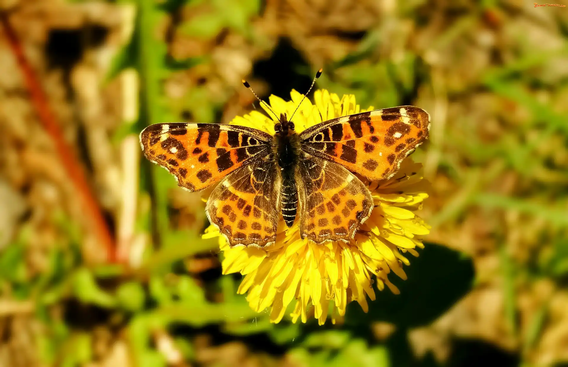 Kwiat, Motyl, Rusałka kratkowiec