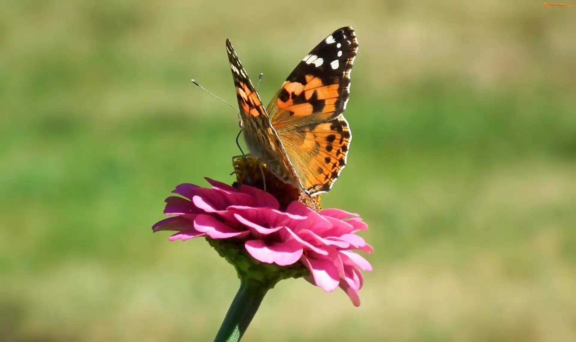 Rusałka osetnik, Cynia, Motyl, Kwiat