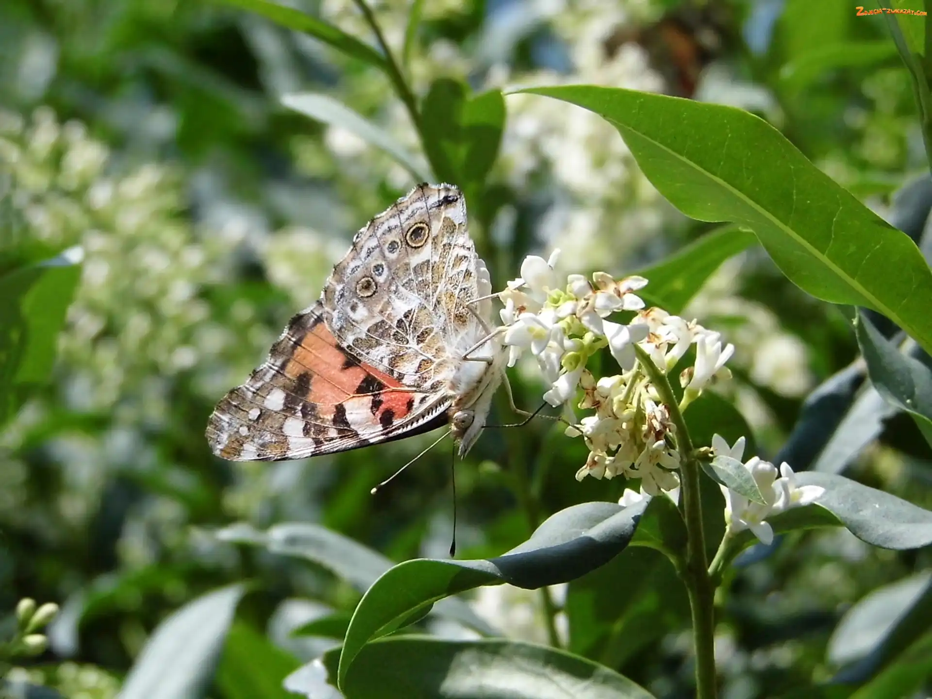 Kwiat, Motyl, Rusałka osetnik