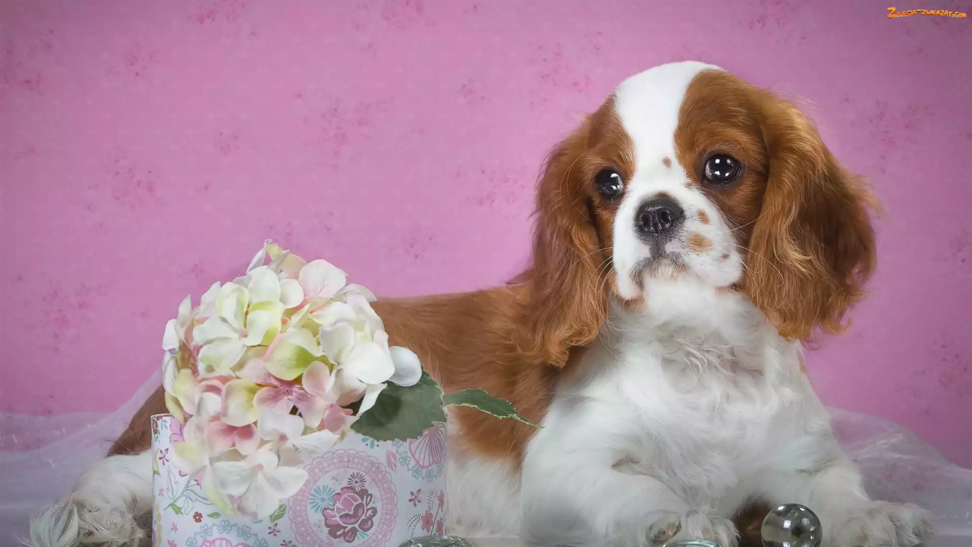 Hortensja, Kwiat, Szczeniak, Pies, Cavalier king charles spaniel