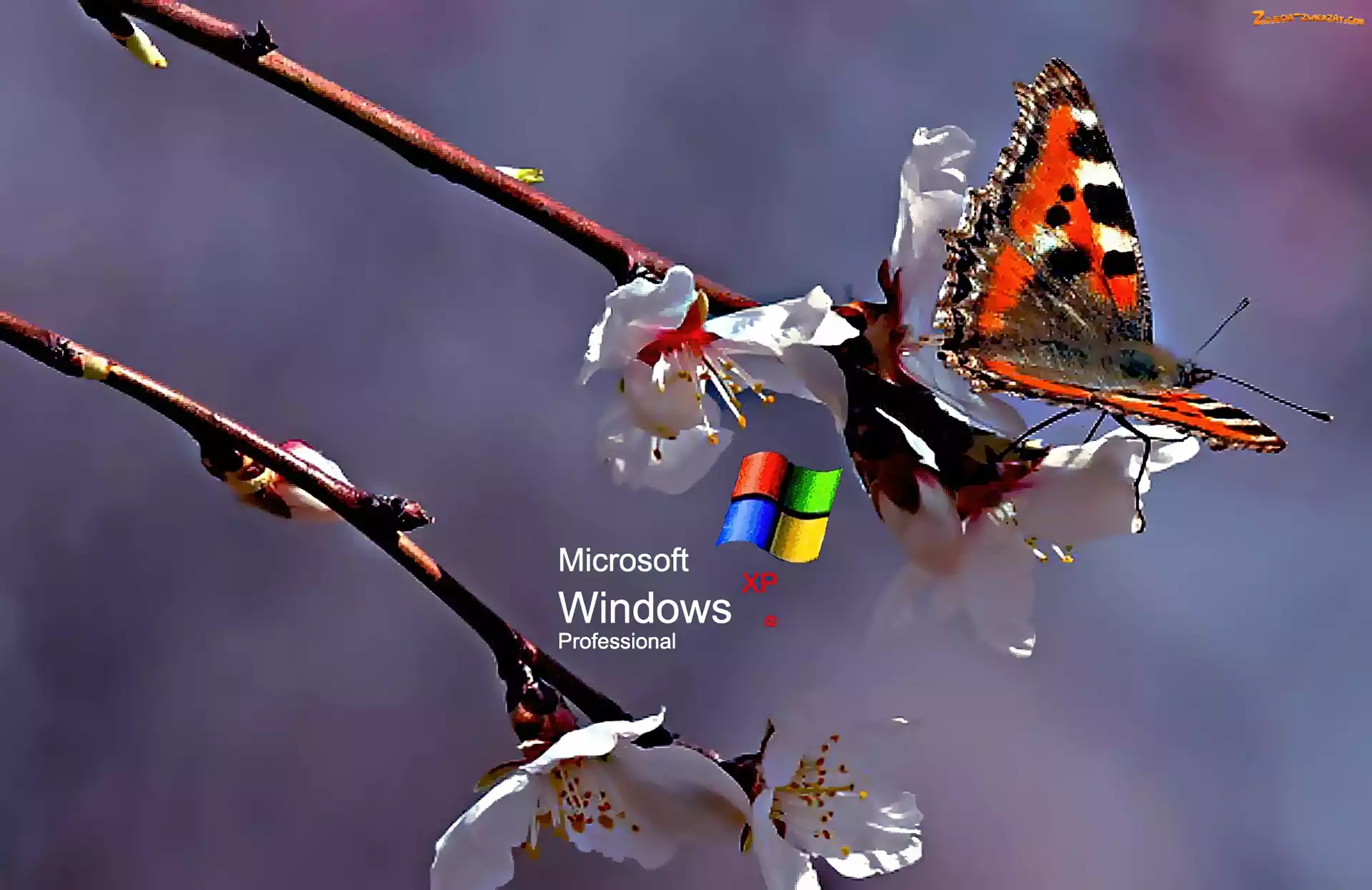 Motyl, Kwiat, Logo XP, Rusałka pokrzywnik