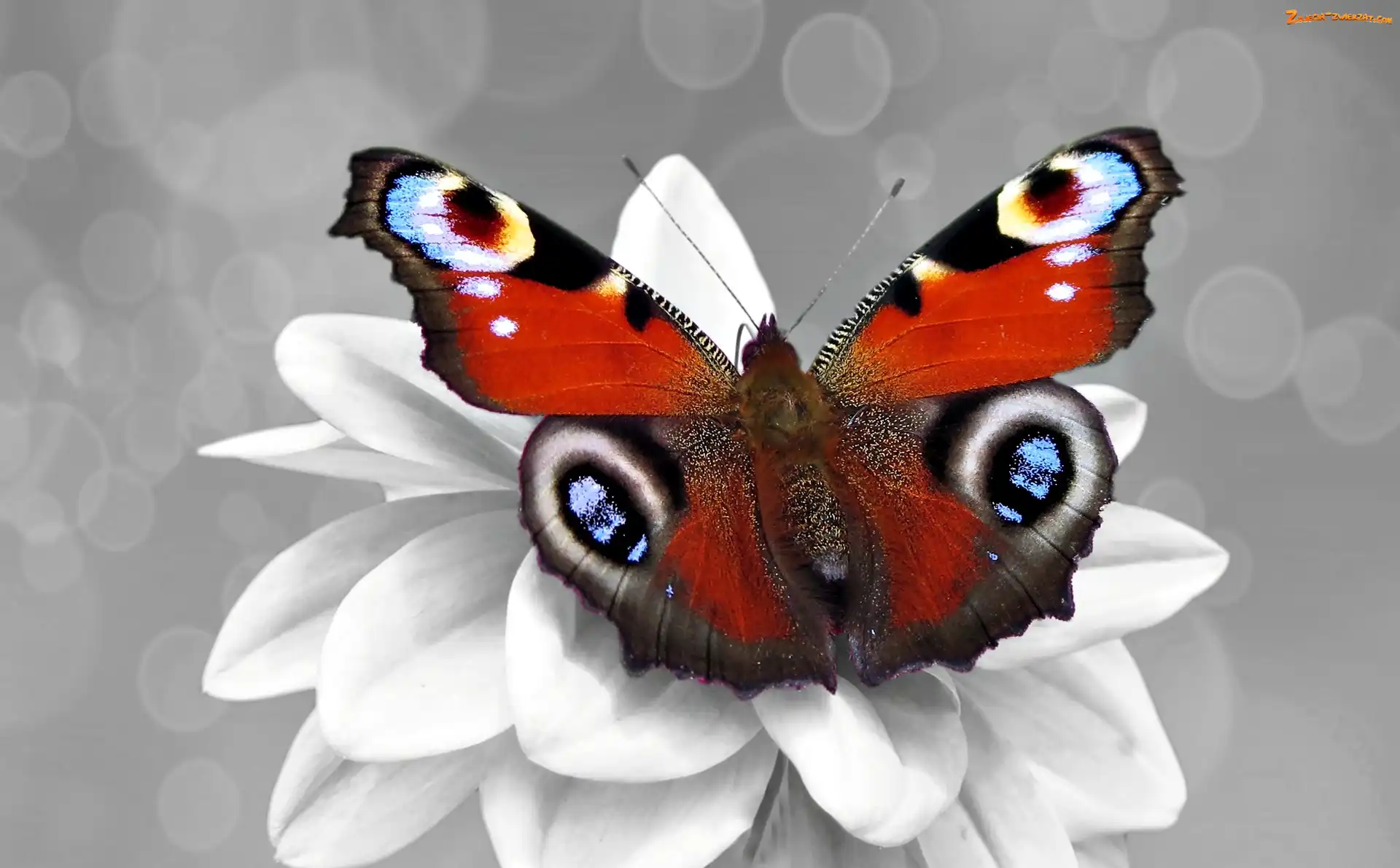 Rusałka pawik, Motyl, Kwiatek, Biały, Kolorowy