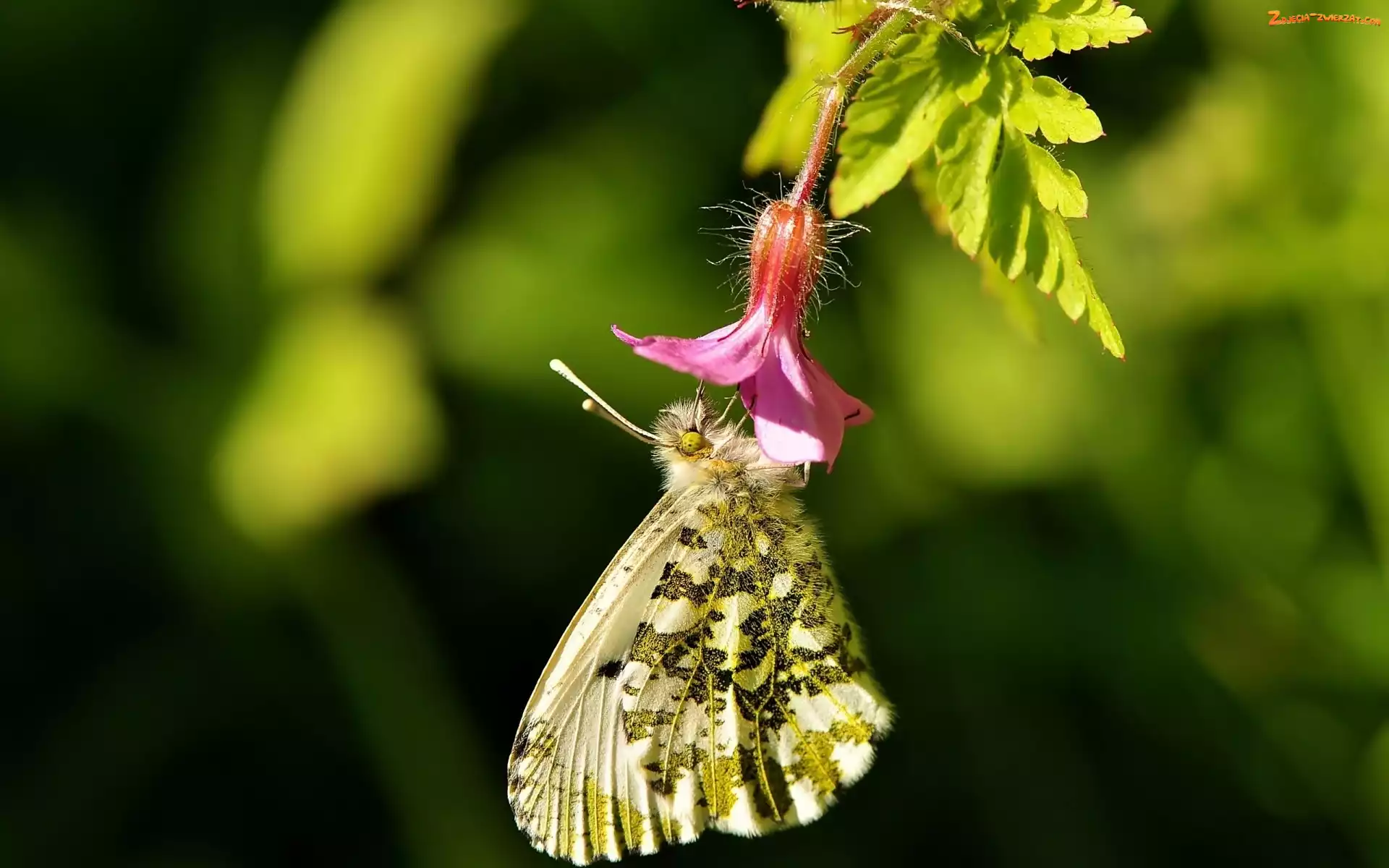Makro, Kwiatek, Motyl