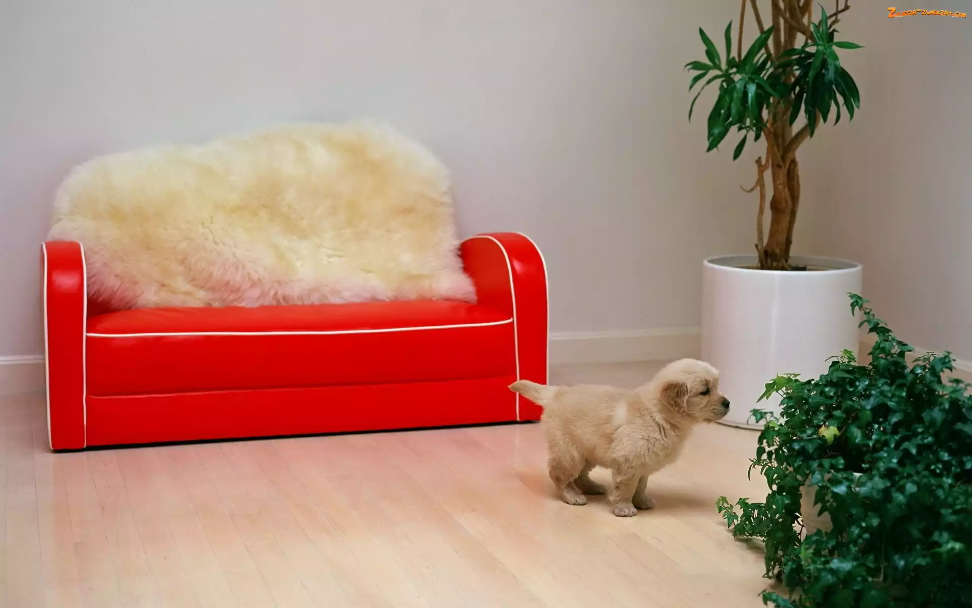 Kwiatek, Sofa, Szczeniak, Mały, Podłoga