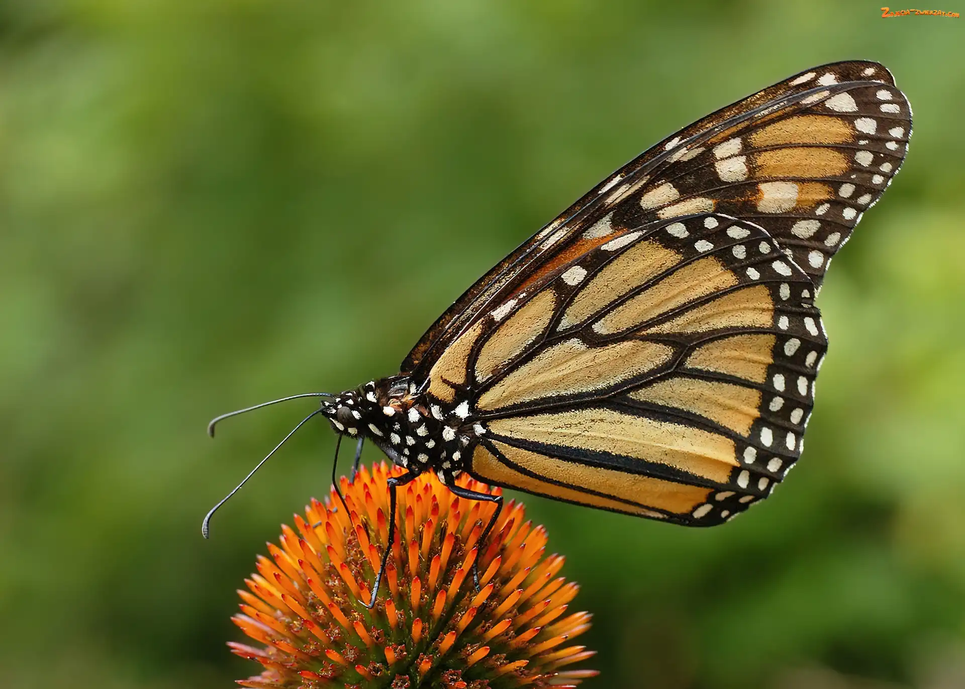 Kwiatek, Motyl, Monarch Danaid