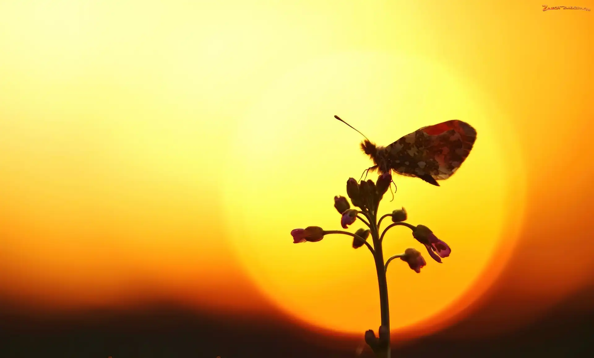 Kwiatek, Tło, Motyl, Żółte