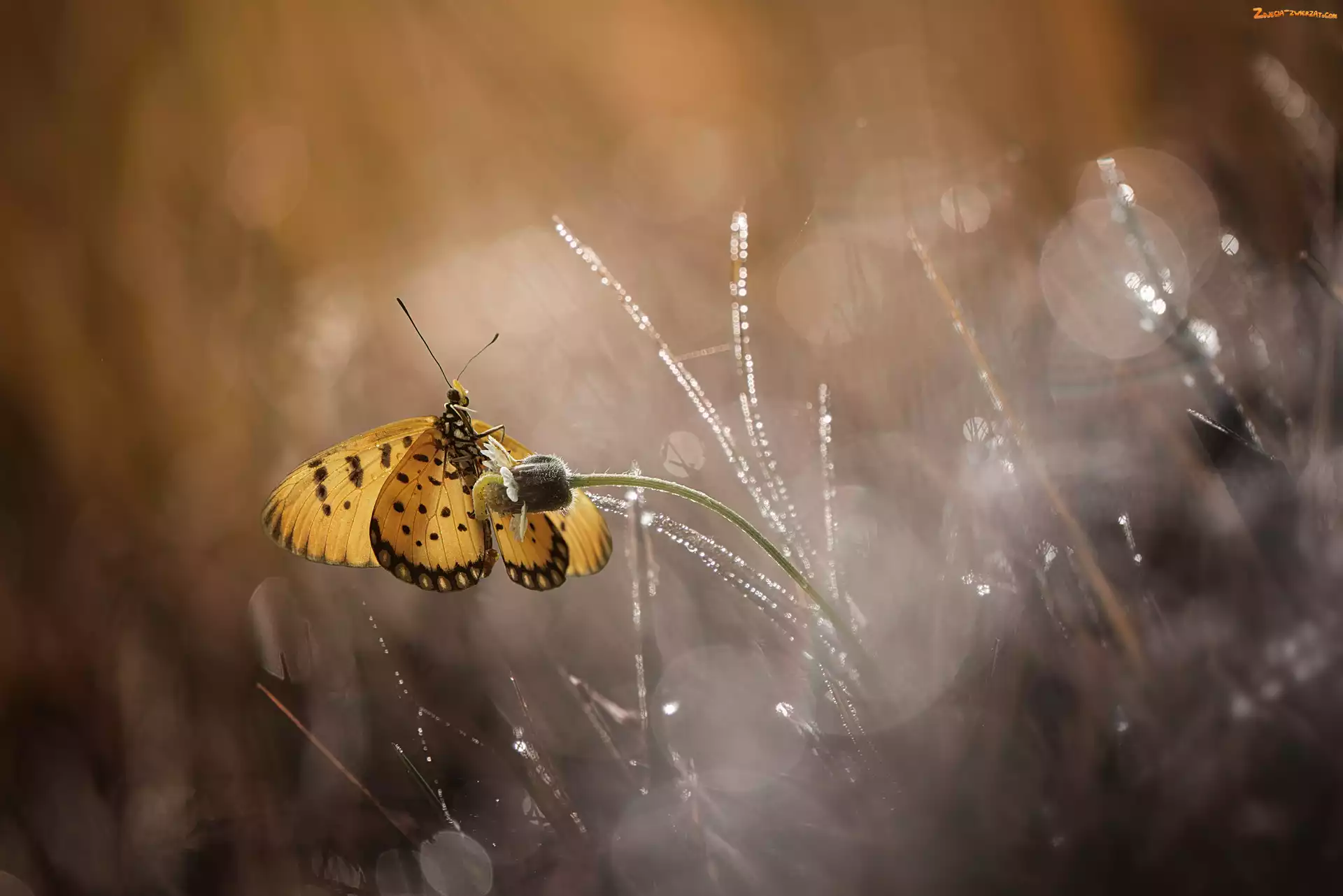 Kwiatek, Trawa, Motyl, Bokeh