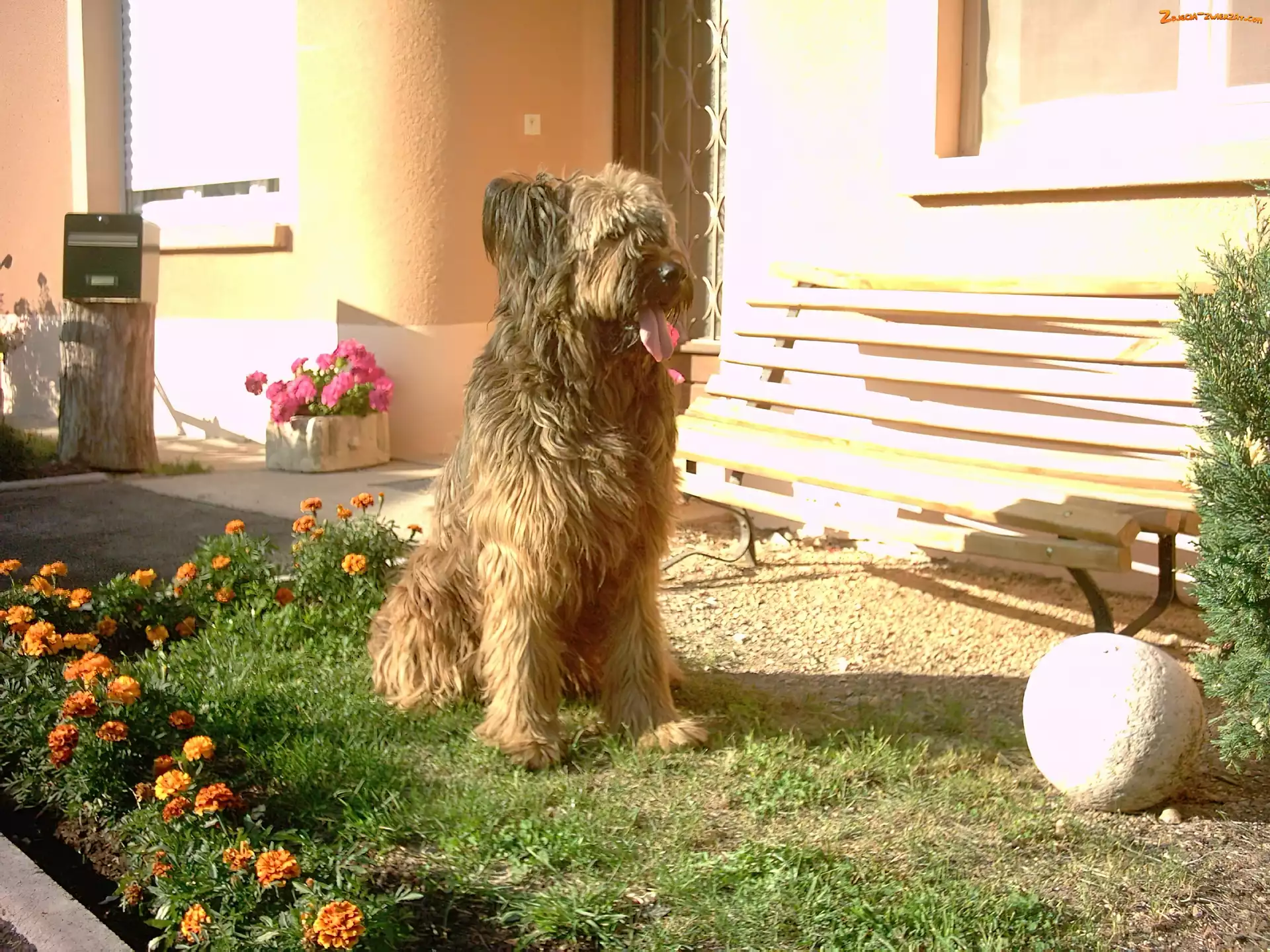 kwiatki, Owczarek francuski Briard, ławka