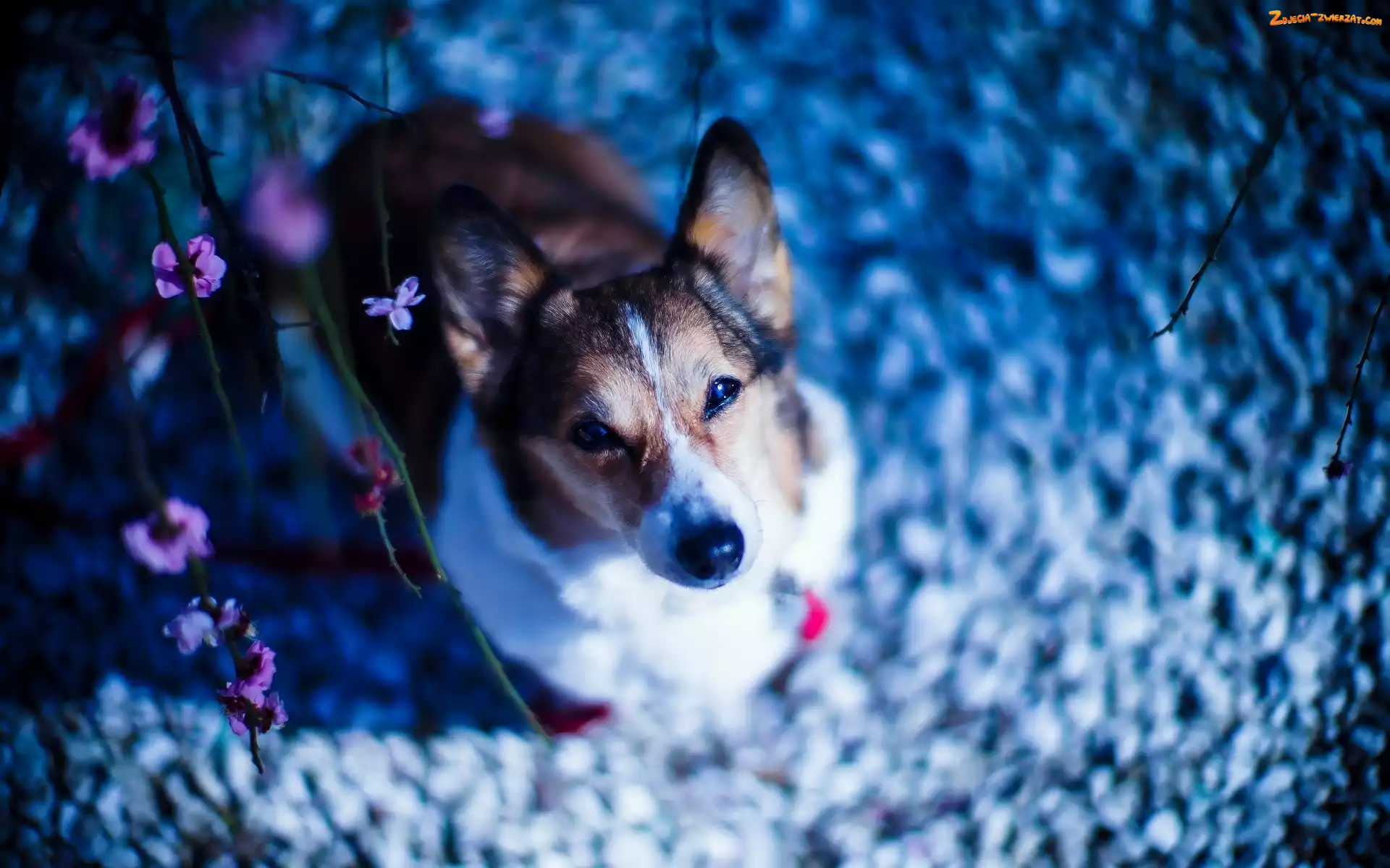 Kwiatki, Pies, Welsh corgi pembroke