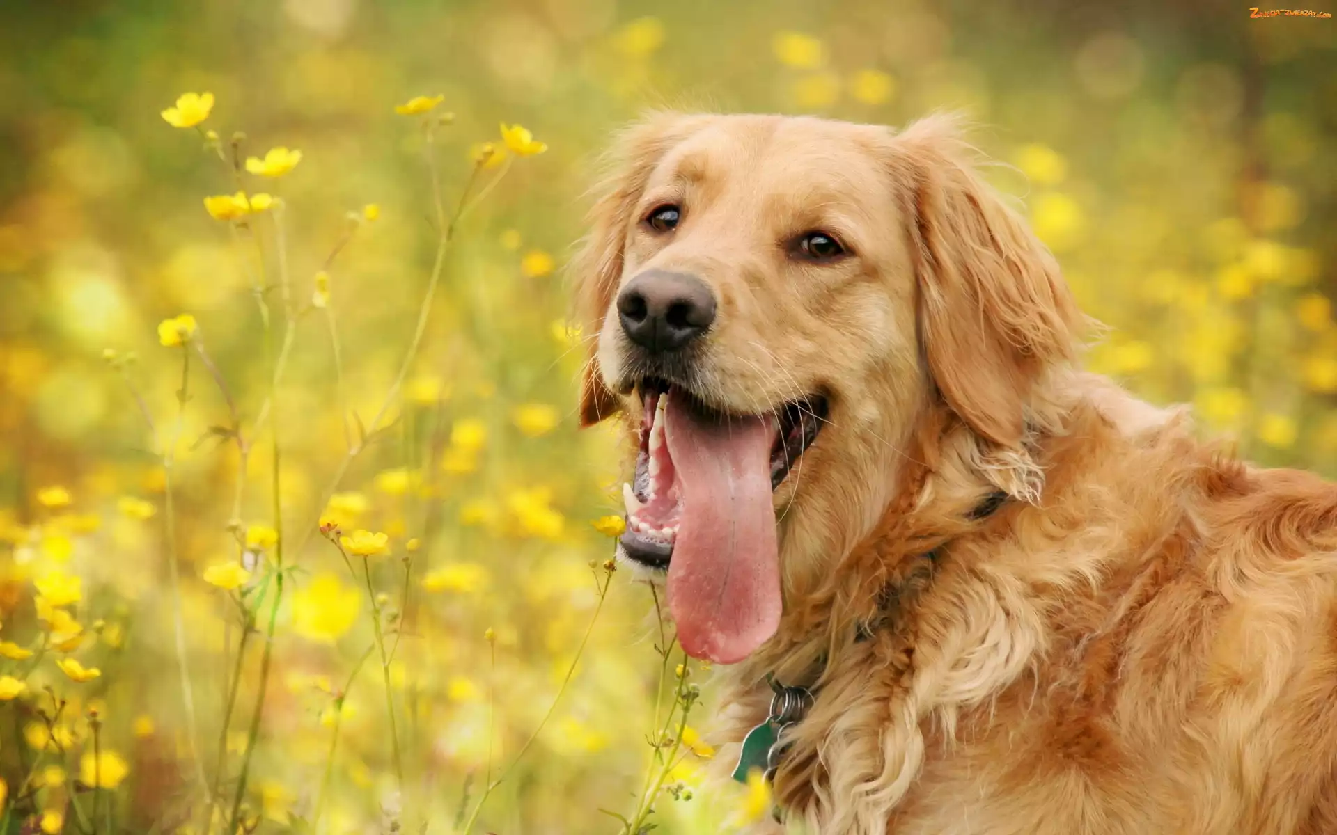 Kwiatki, Żółte, Retriever, Golden, Łąka