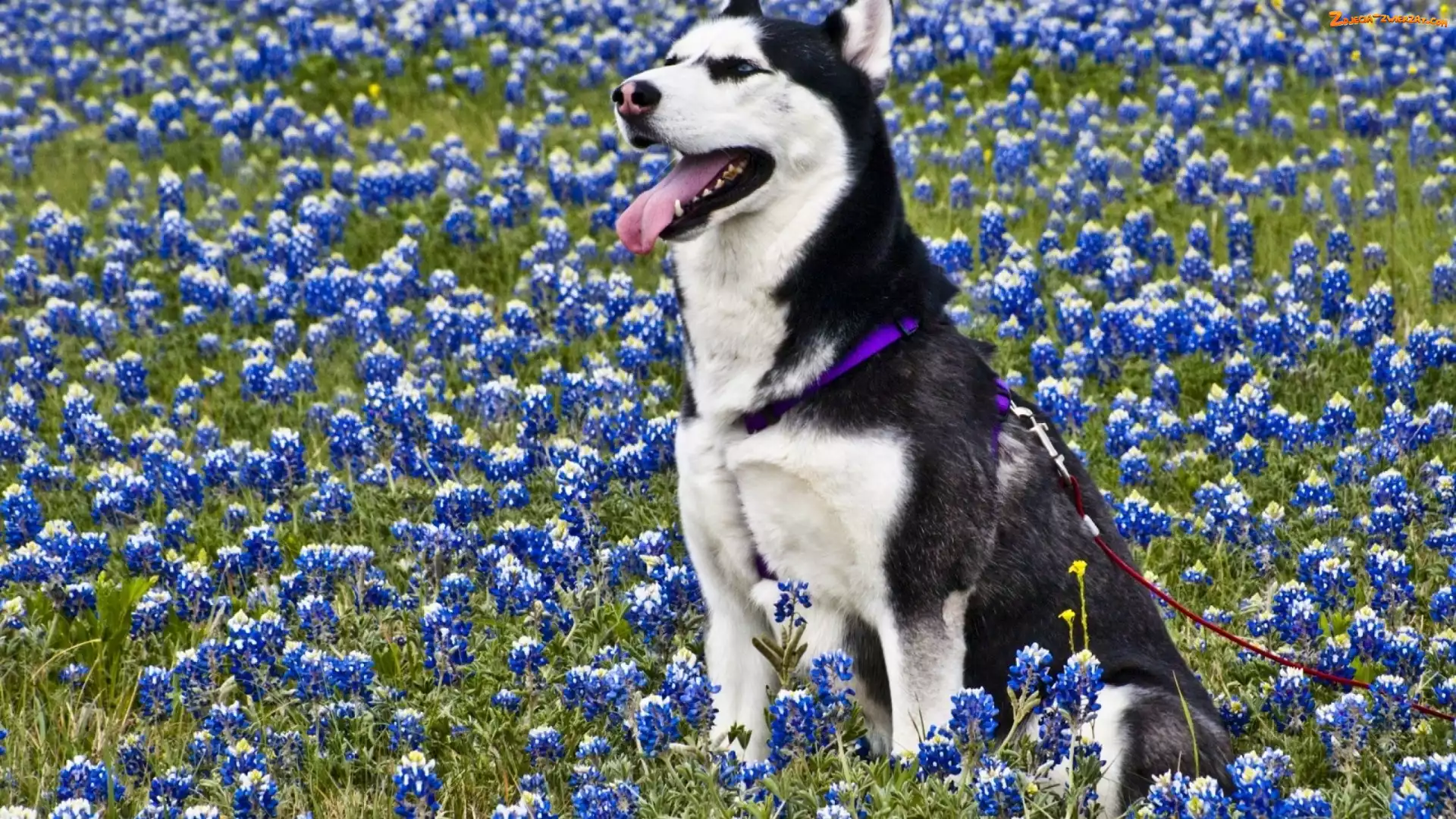 Kwiatki, Siberian Husky, Łąka