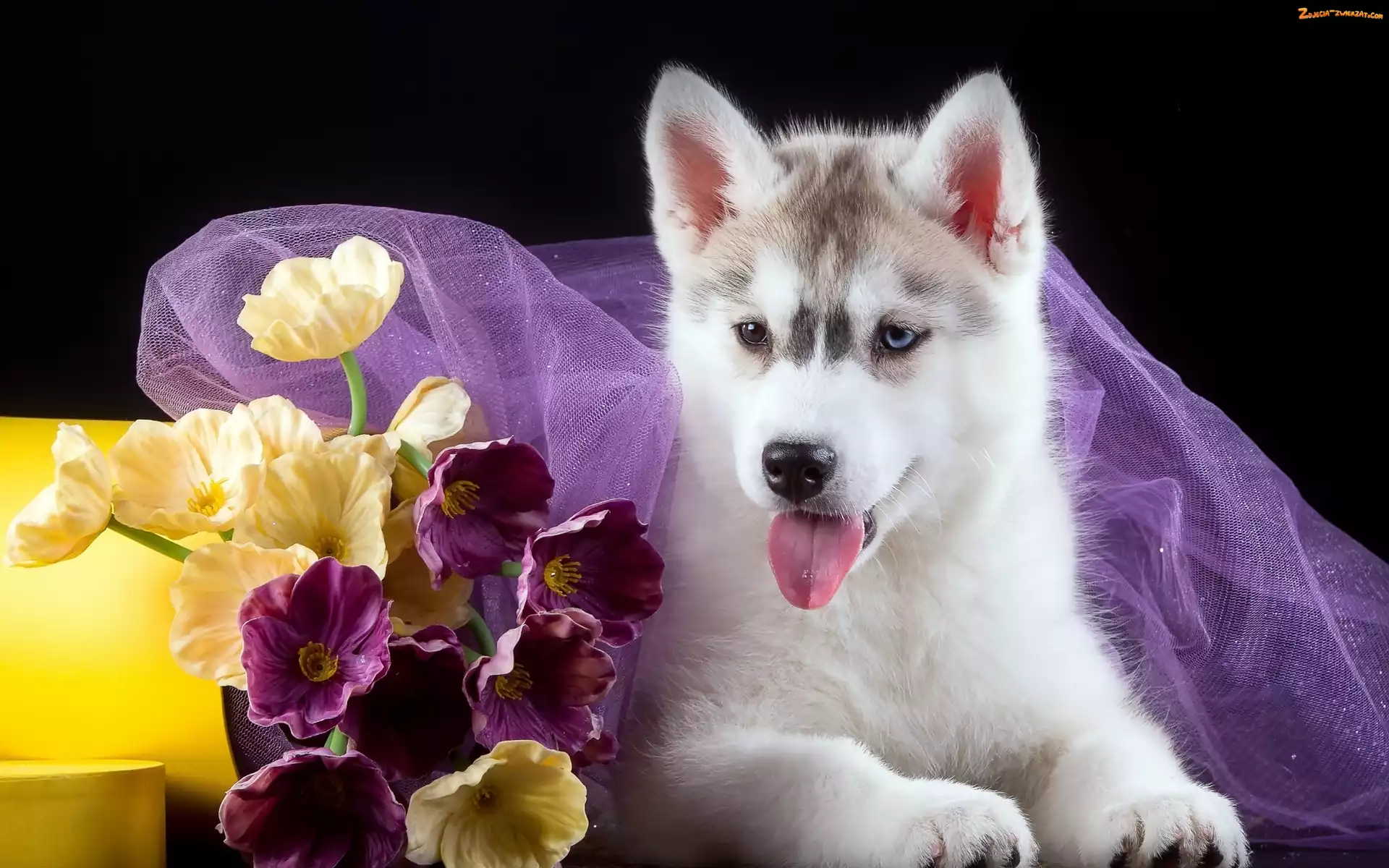 Kwiatki, Siberian Husky, Szczeniak