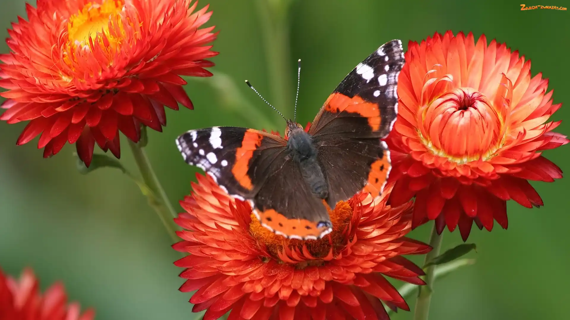 Kwiatki, Motyl, Pomarańczowe, Piękny
