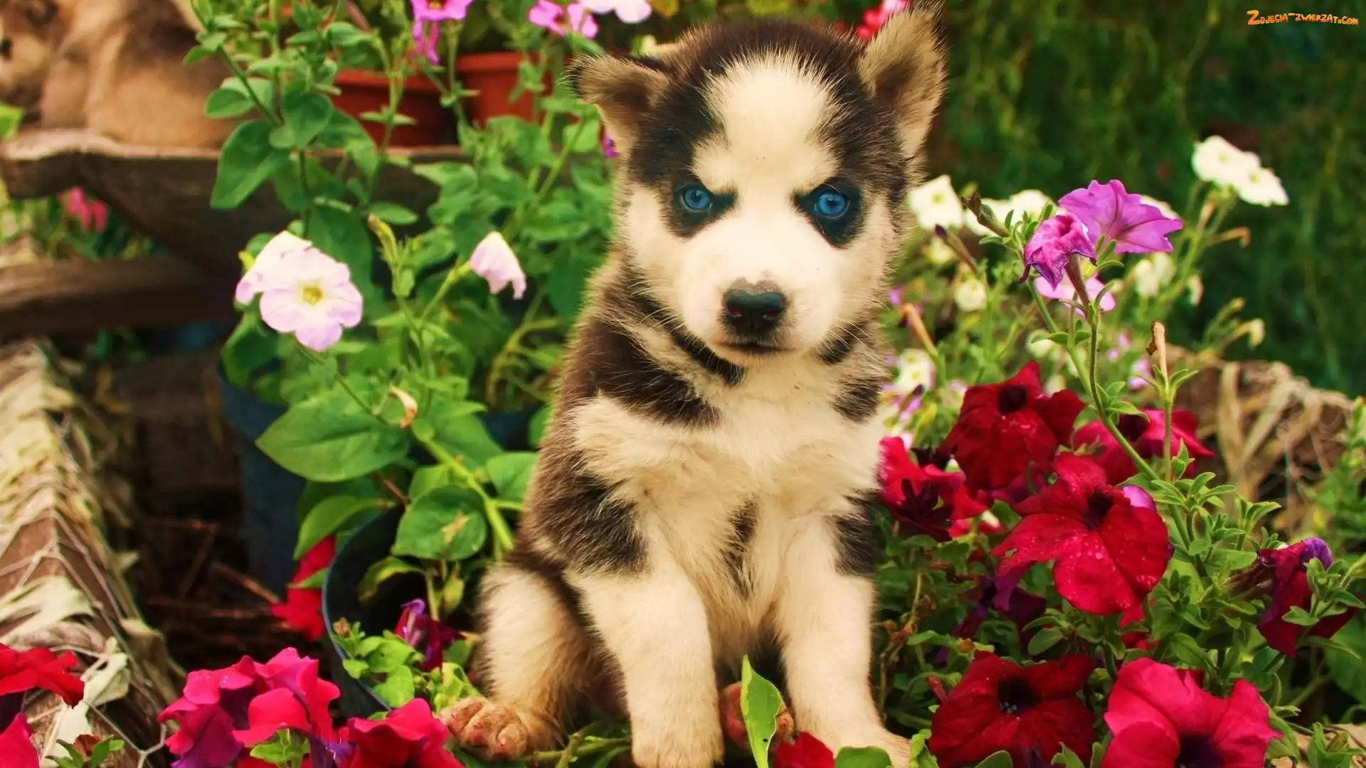 Kwiatki, Szczeniak, Siberian Husky