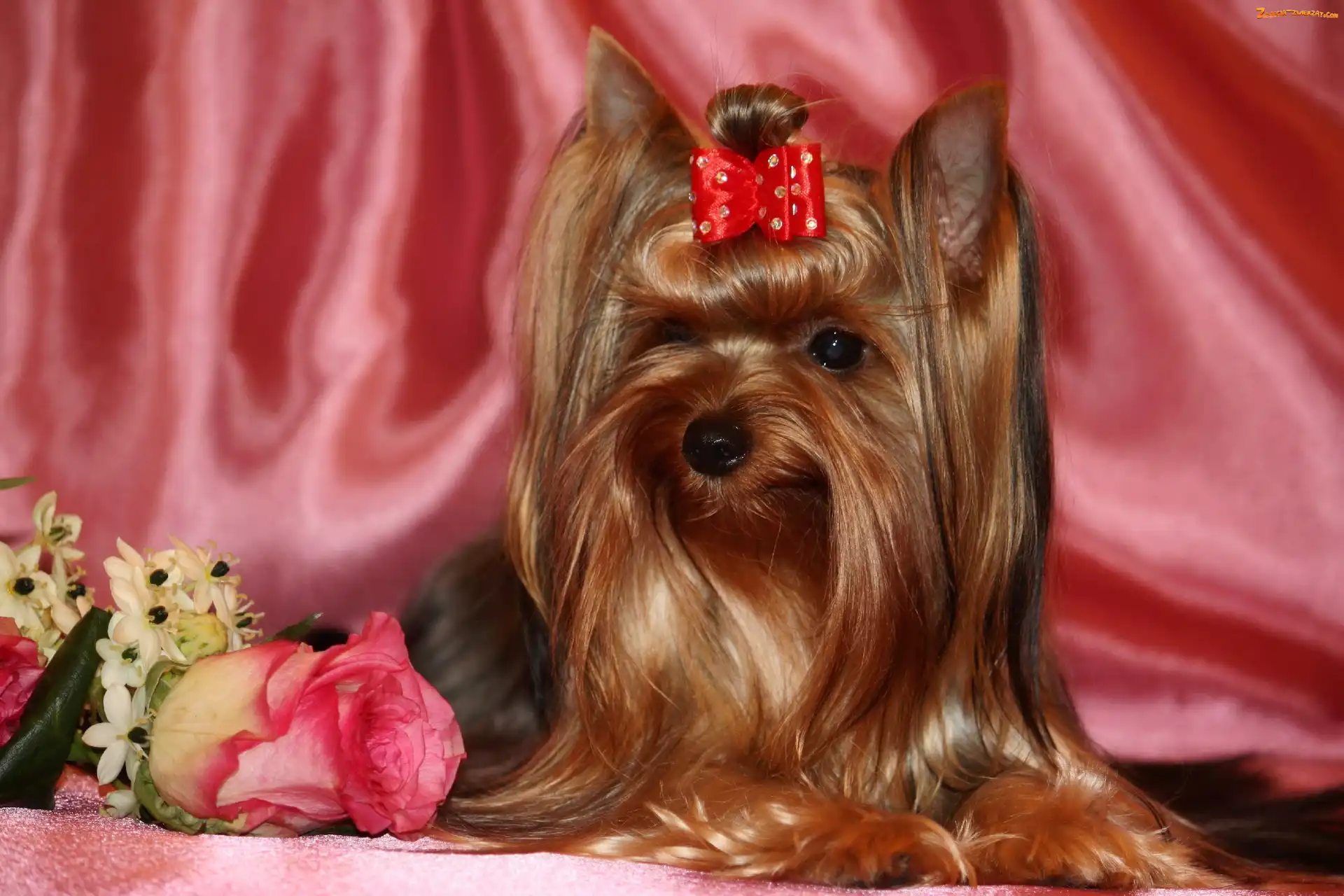 Kwiatki, Yorlshire Terrier, Kokardka