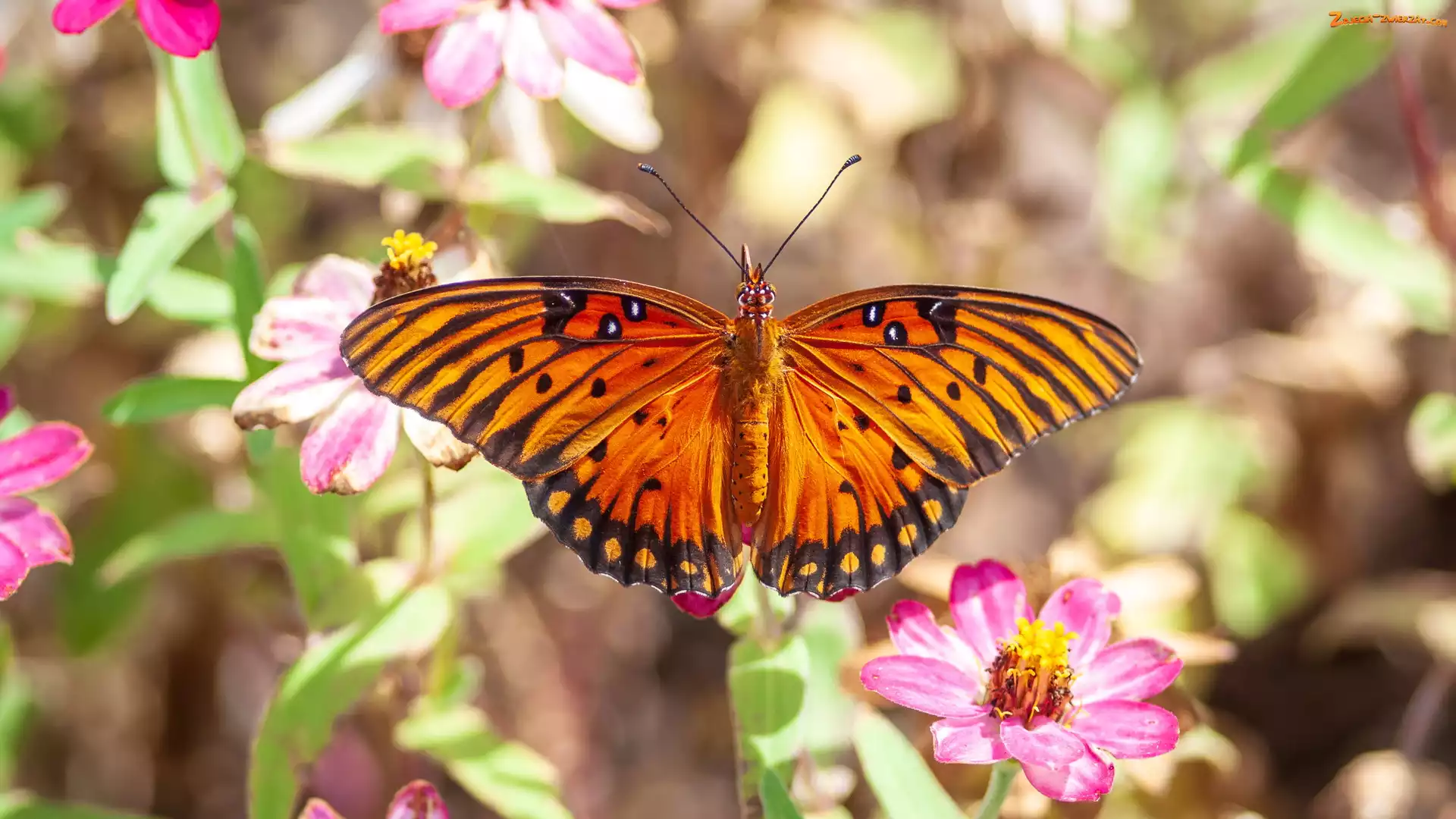 Kwiaty, Motyl, Agraulis vanillae