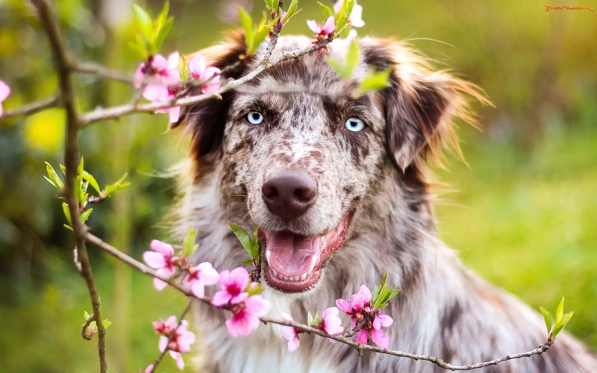 Kwiaty, Owczarek australijski, Australian shepherd
