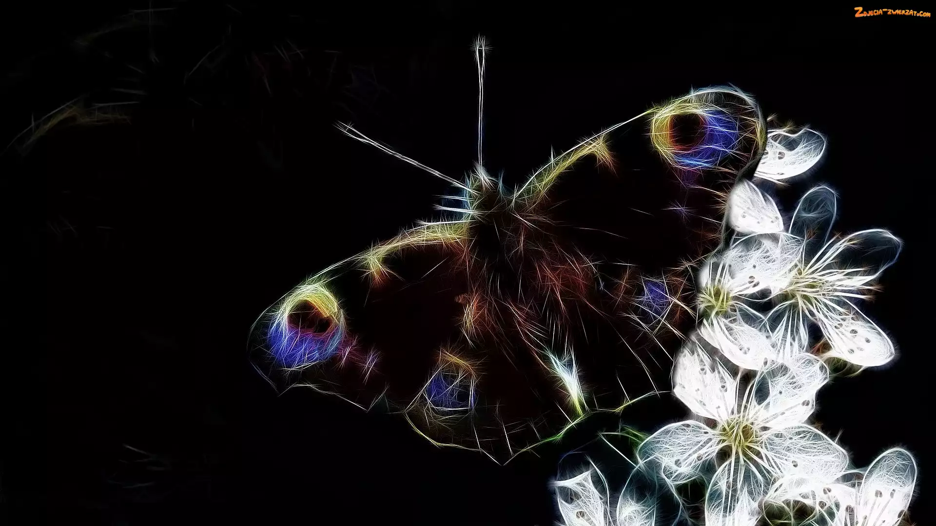 Kwiaty, Motyl, Fractalius, Tło, Białe, Czarne