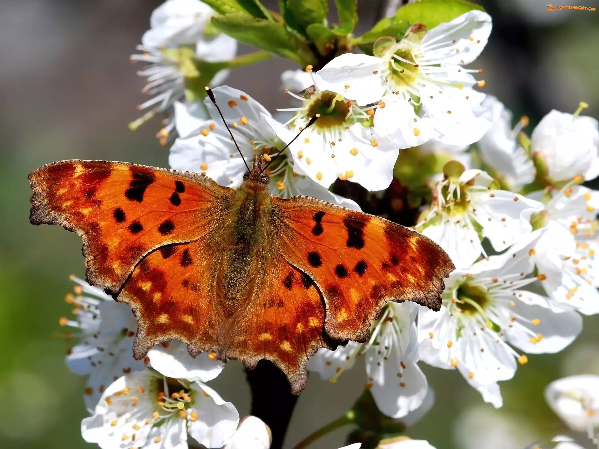 Kwiaty, Motyl, Białe, Pomarańczowy