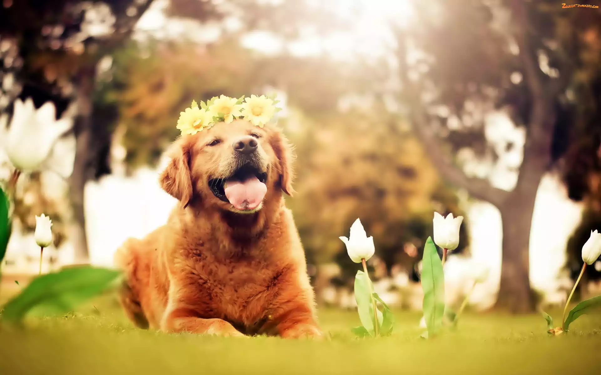 Wianek, Kwiaty, Pies, Tulipany, Drzewa, Golden Retriever, Białe